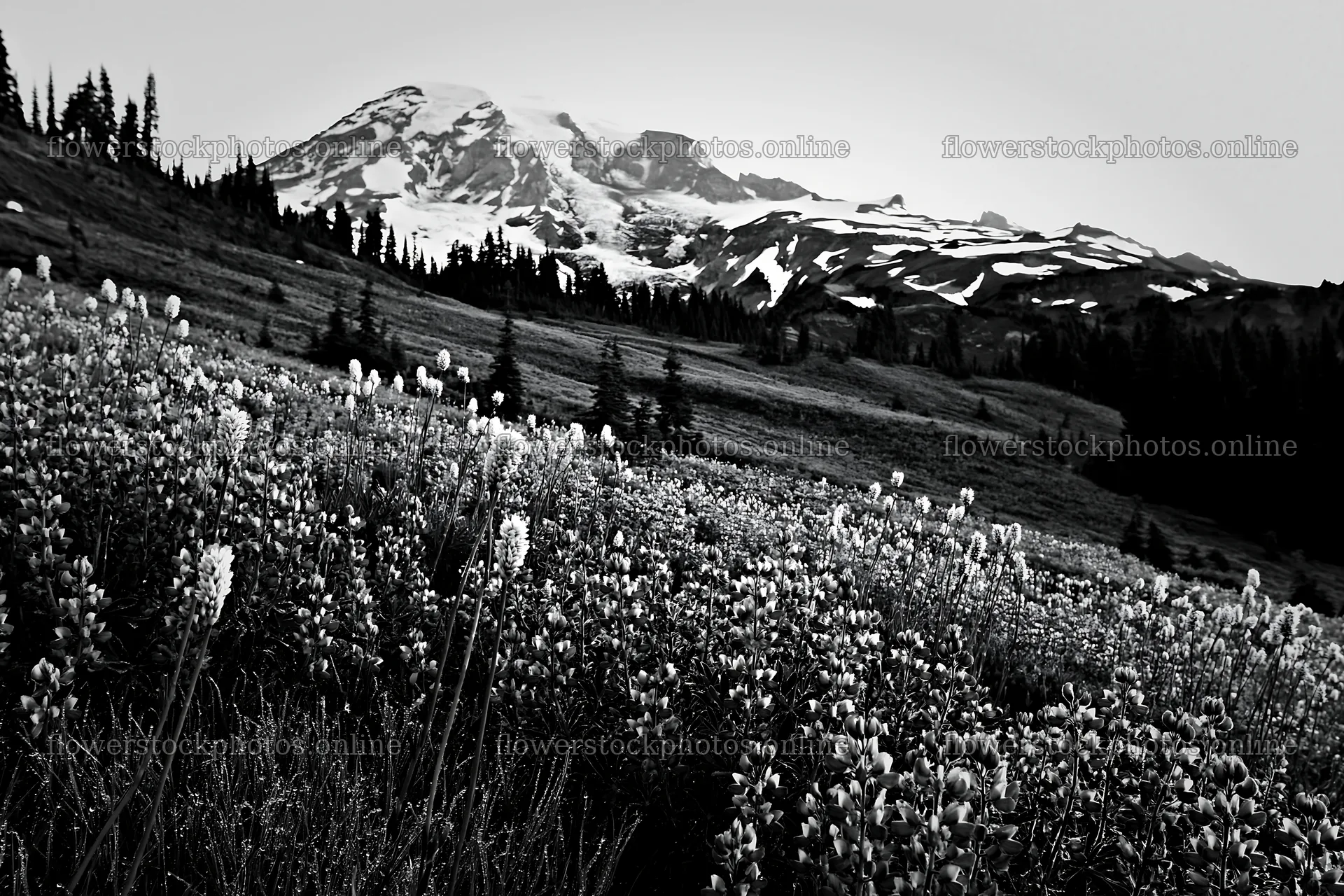 Mount Rainier wildflower meadow at sunrise – flower stock photos 9722x6480