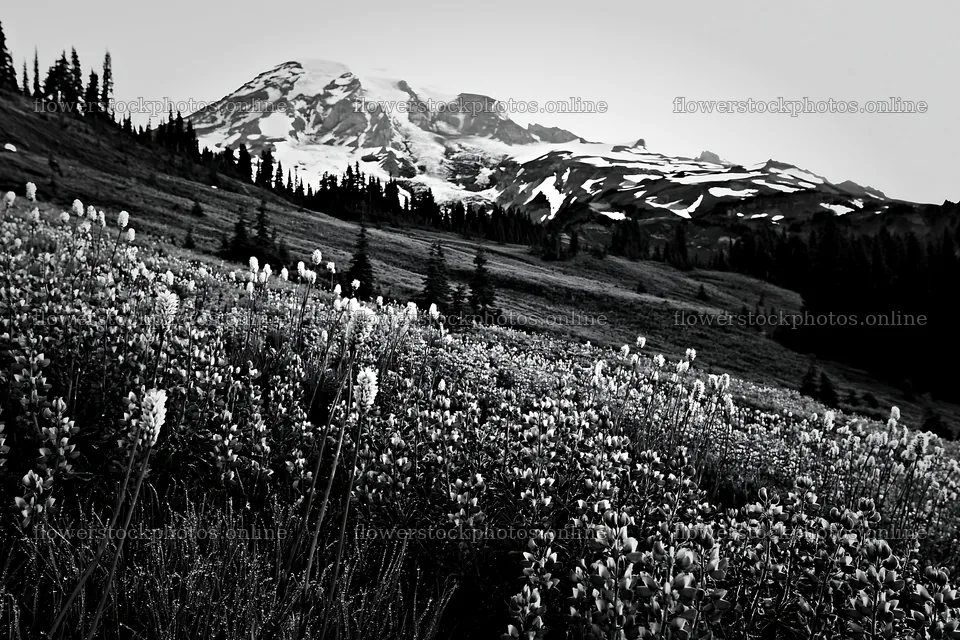 Mount Rainier wildflower meadow at sunrise – flower stock photos 9722x6480