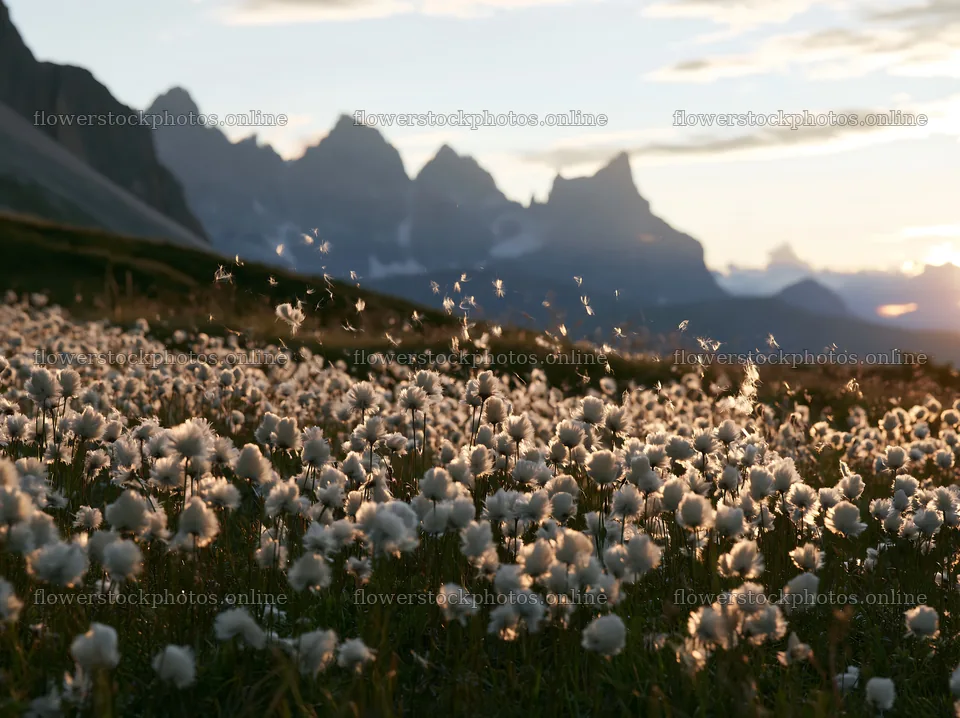 Meadow seedheads glowing at dusk near mountain range – flower stock photos 9174x6866
