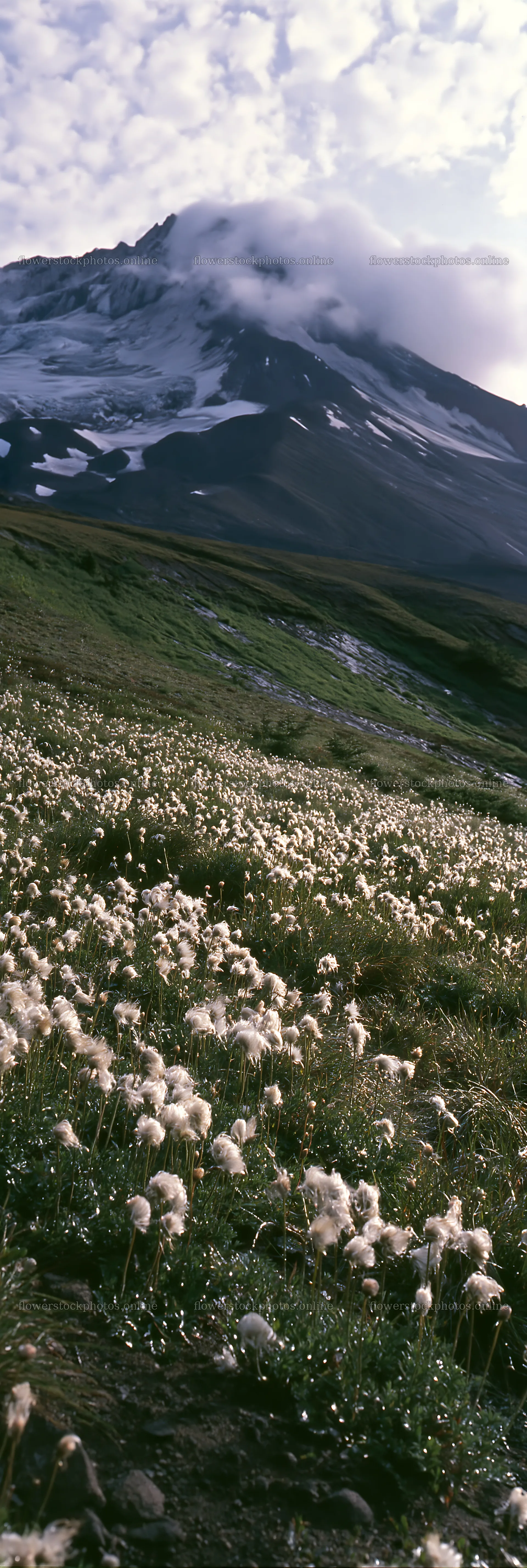Meadow with seedheads near mountain landscape – flower stock photos 4602x13690