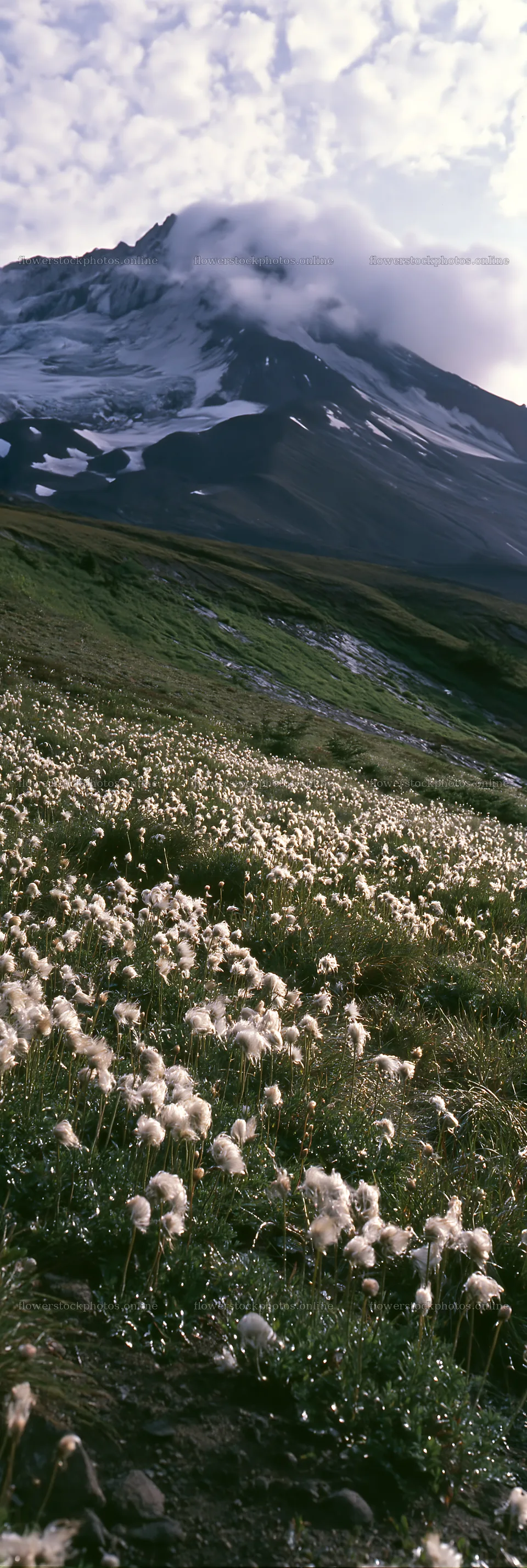Meadow with seedheads near mountain landscape – flower stock photos 4602x13690