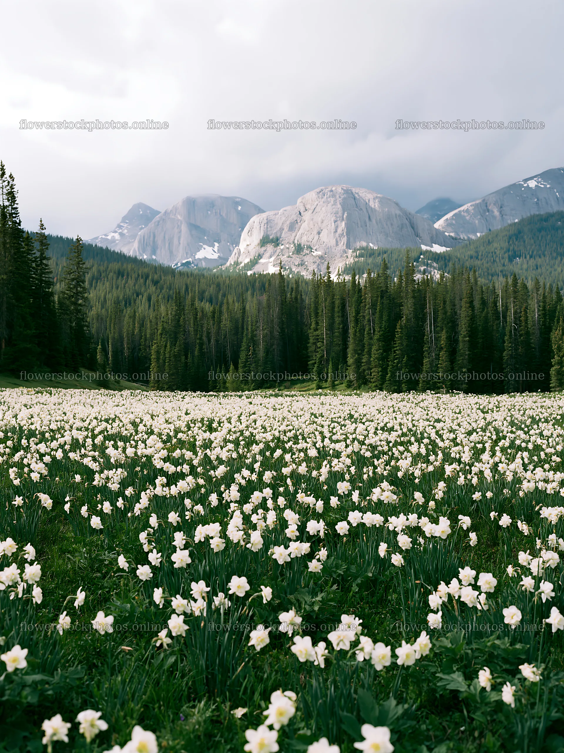 Meadow filled with flowers under mountains in cloudy weather – flower stock photos 6866x9174