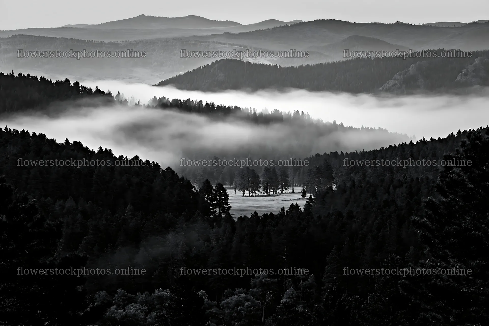 Pine forest meadow with misty mountains in the background – flower stock photos 9722x6480
