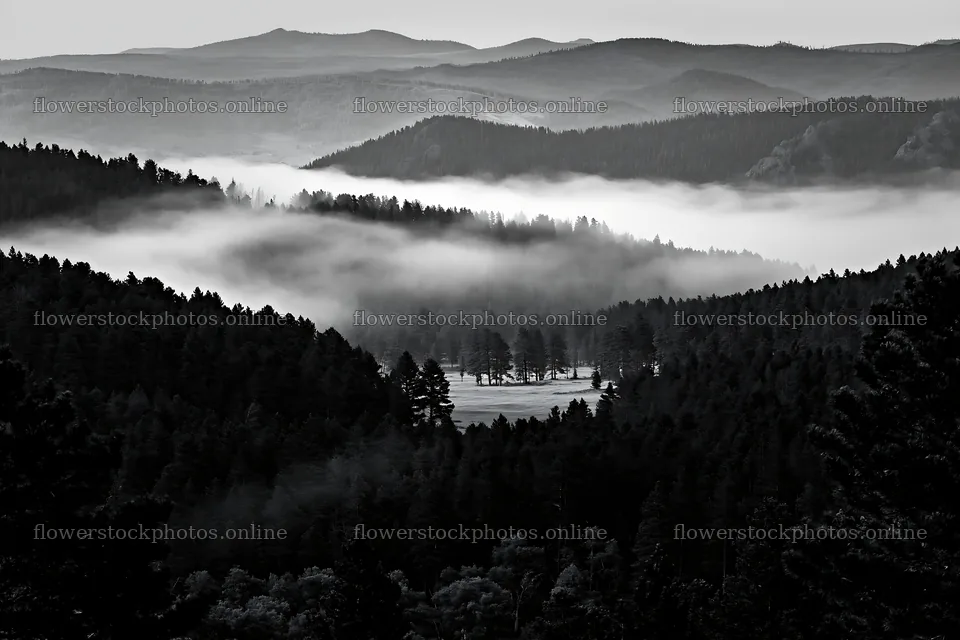 Pine forest meadow with misty mountains in the background – flower stock photos 9722x6480