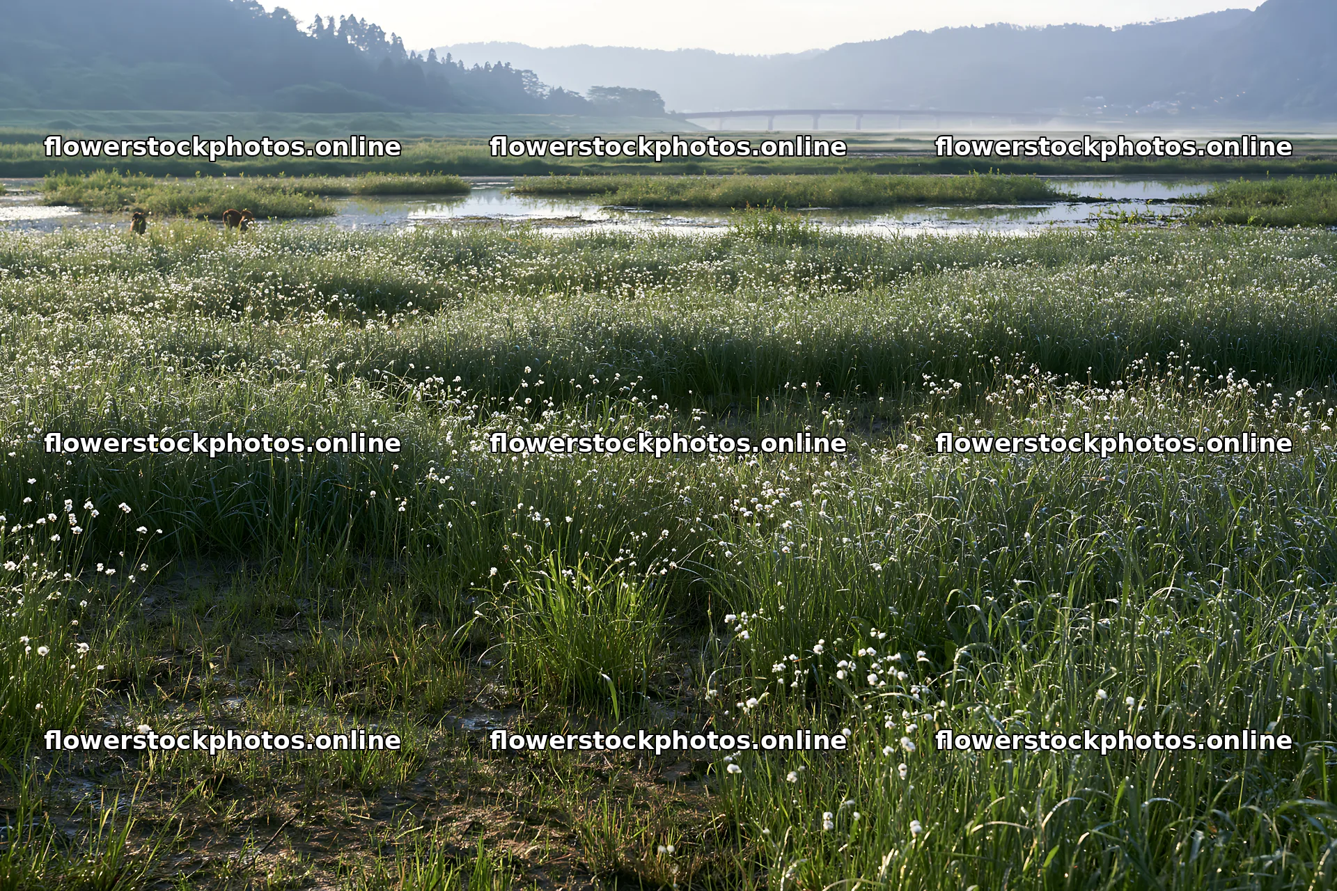 Niigata floodplain restoration meadow dew foreground – flower stock photos 9722x6480