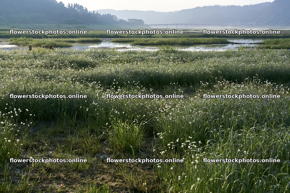 Niigata floodplain restoration meadow dew foreground – flower stock photos 9722x6480