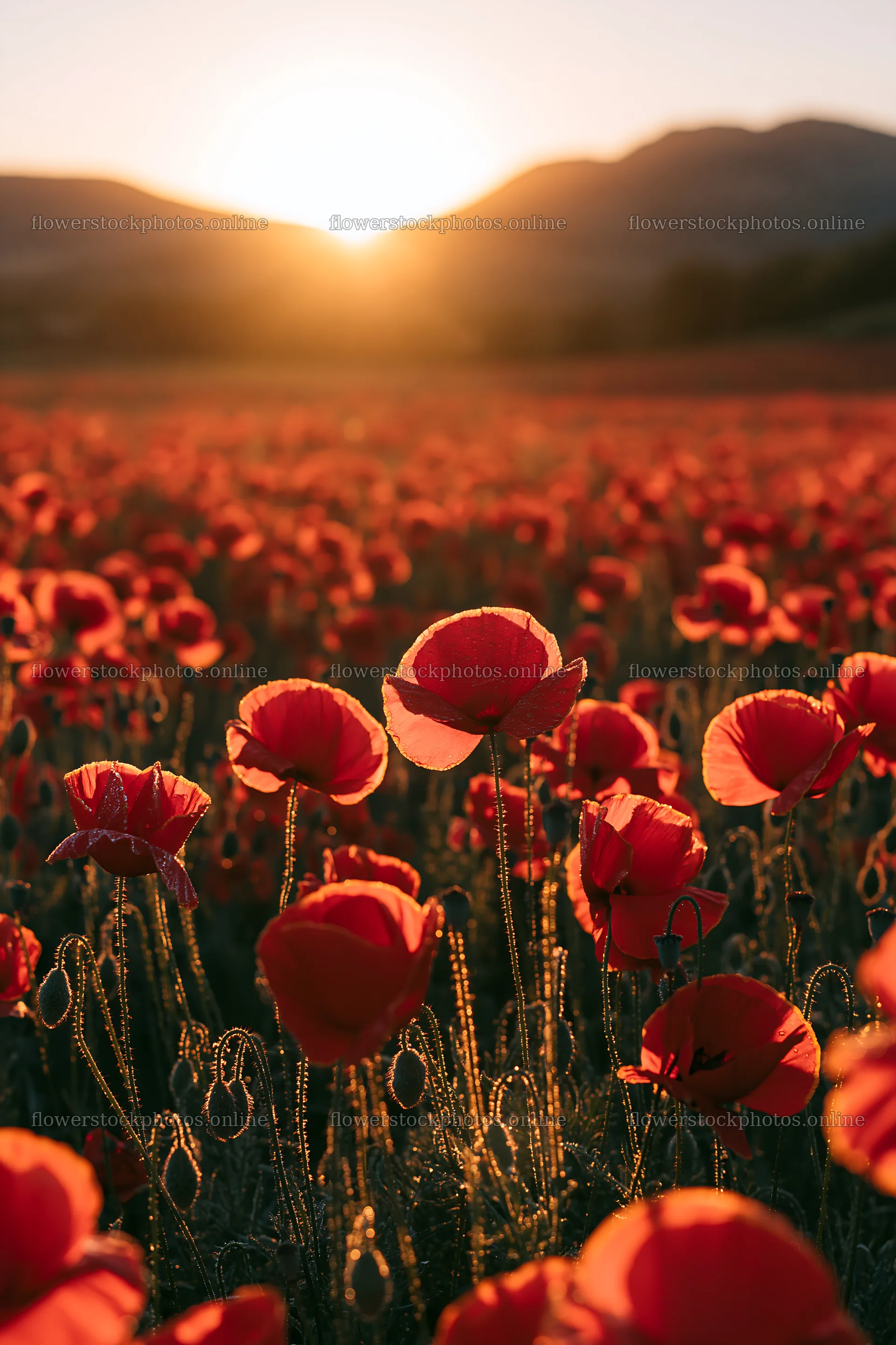 Silver dew meadow with poppies at sunrise – flower stock photos 6480x9722