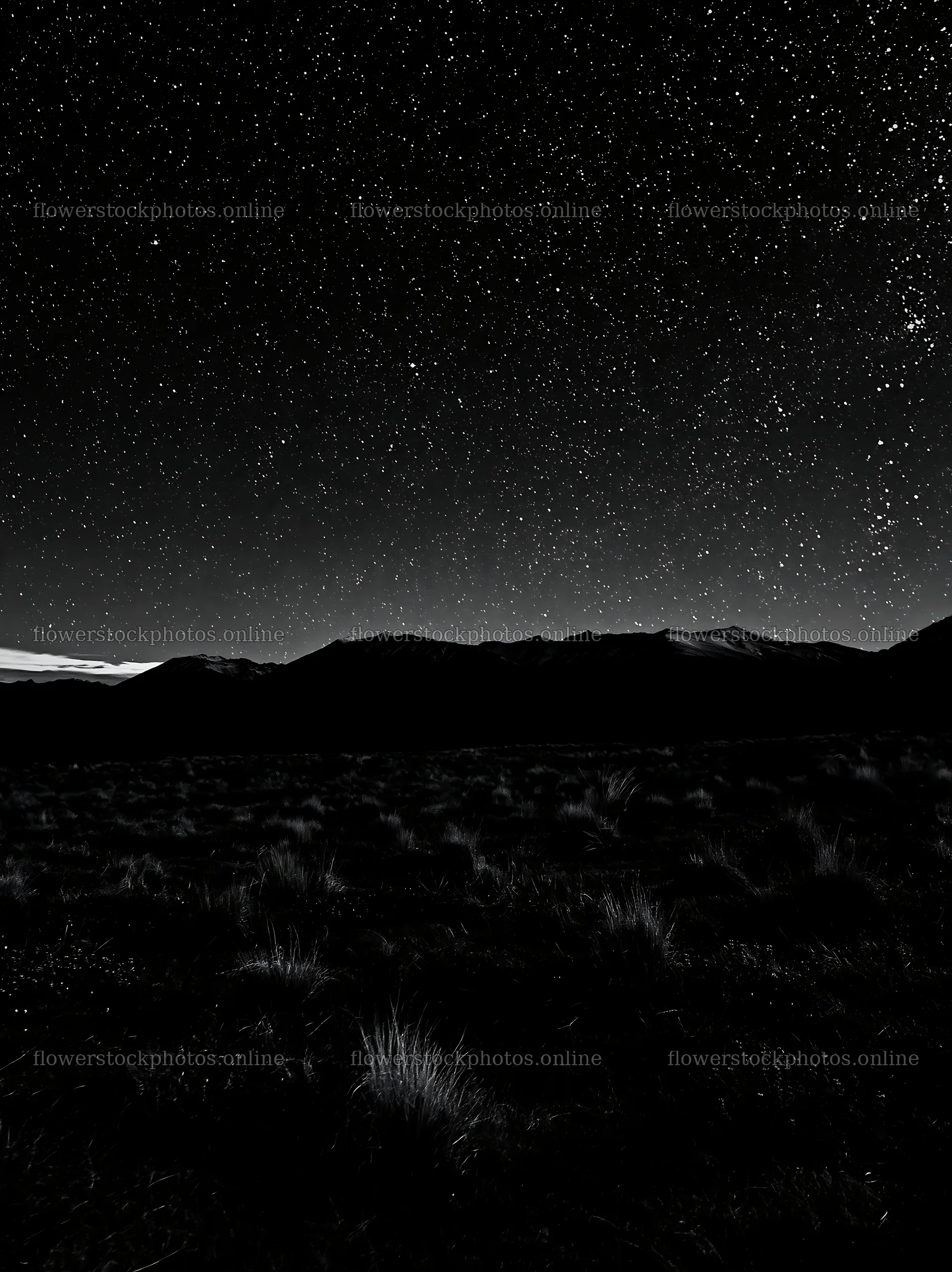 Night sky over Lake Tekapo with snowy alps in background – flower stock photos 6866x9174