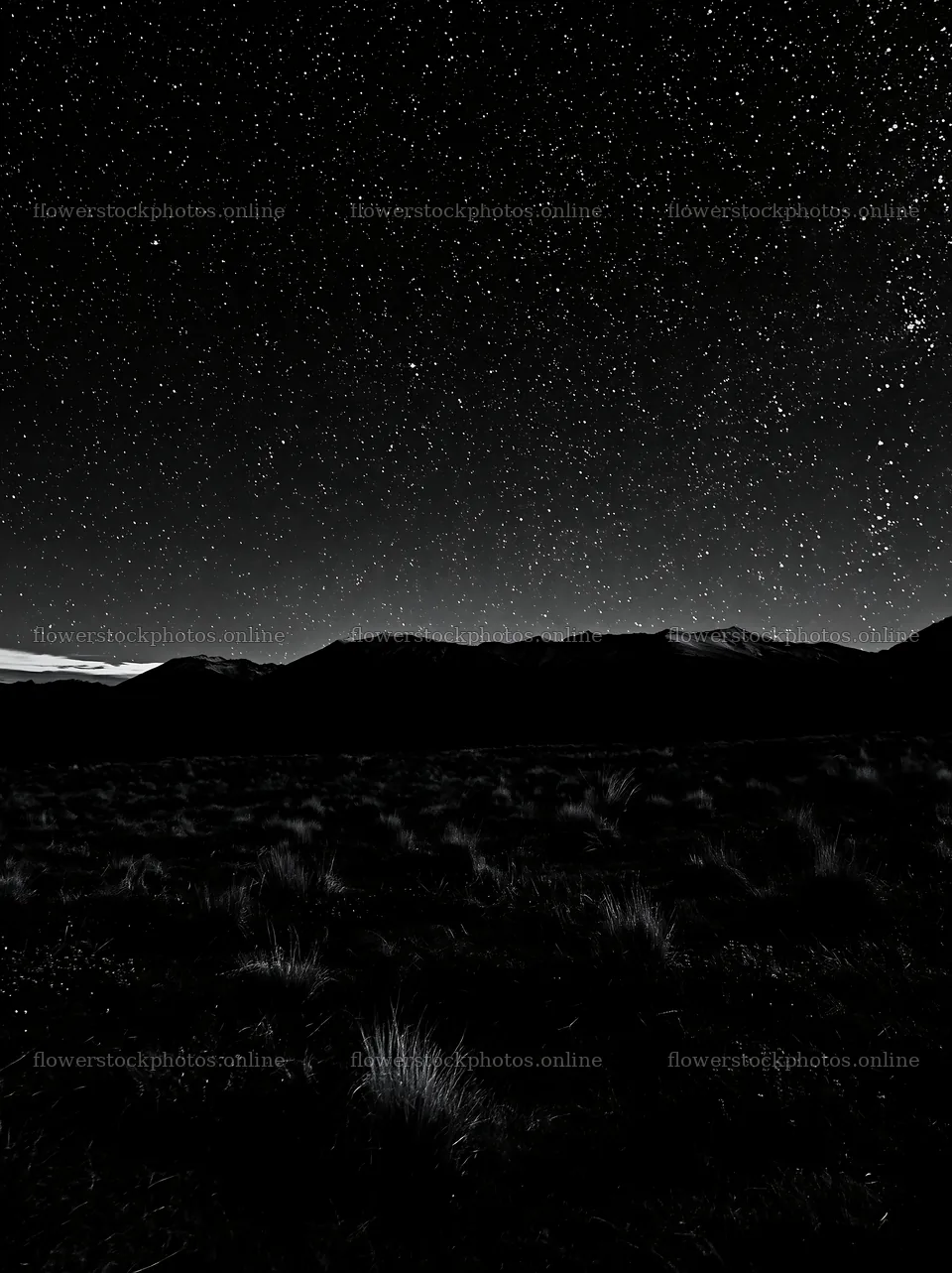 Night sky over Lake Tekapo with snowy alps in background – flower stock photos 6866x9174