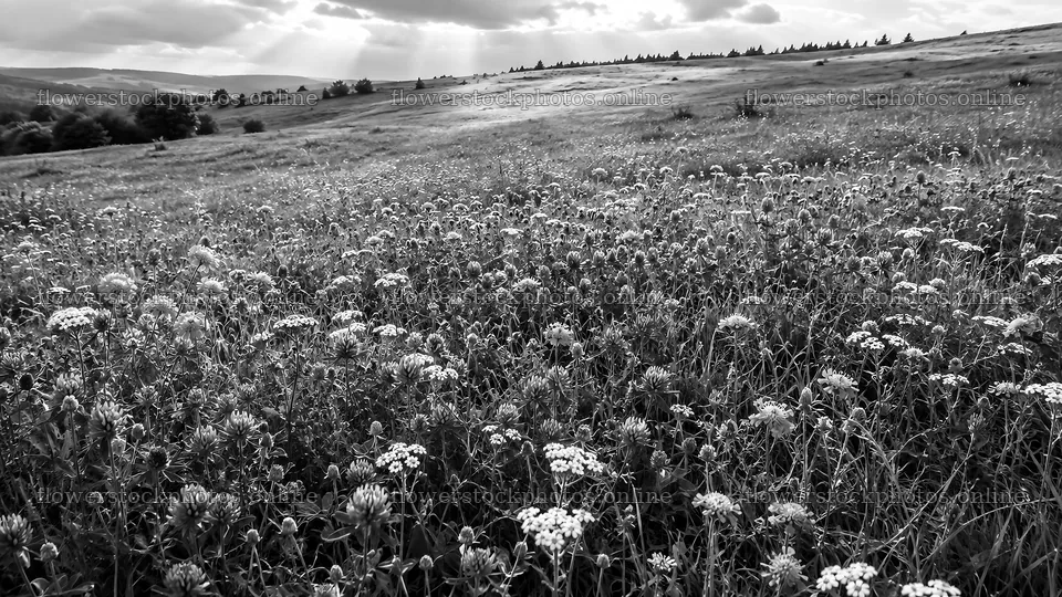 Black and White Wildflowers on a Rolling Hillside – flower stock photos 10324x5812
