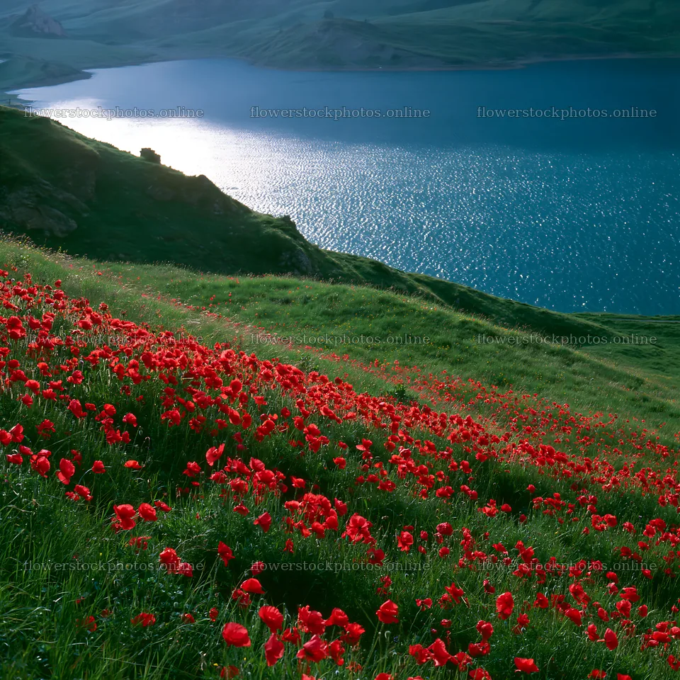Swiss meadow beside alpine lake with vibrant flowers – flower stock photos 7938x7938