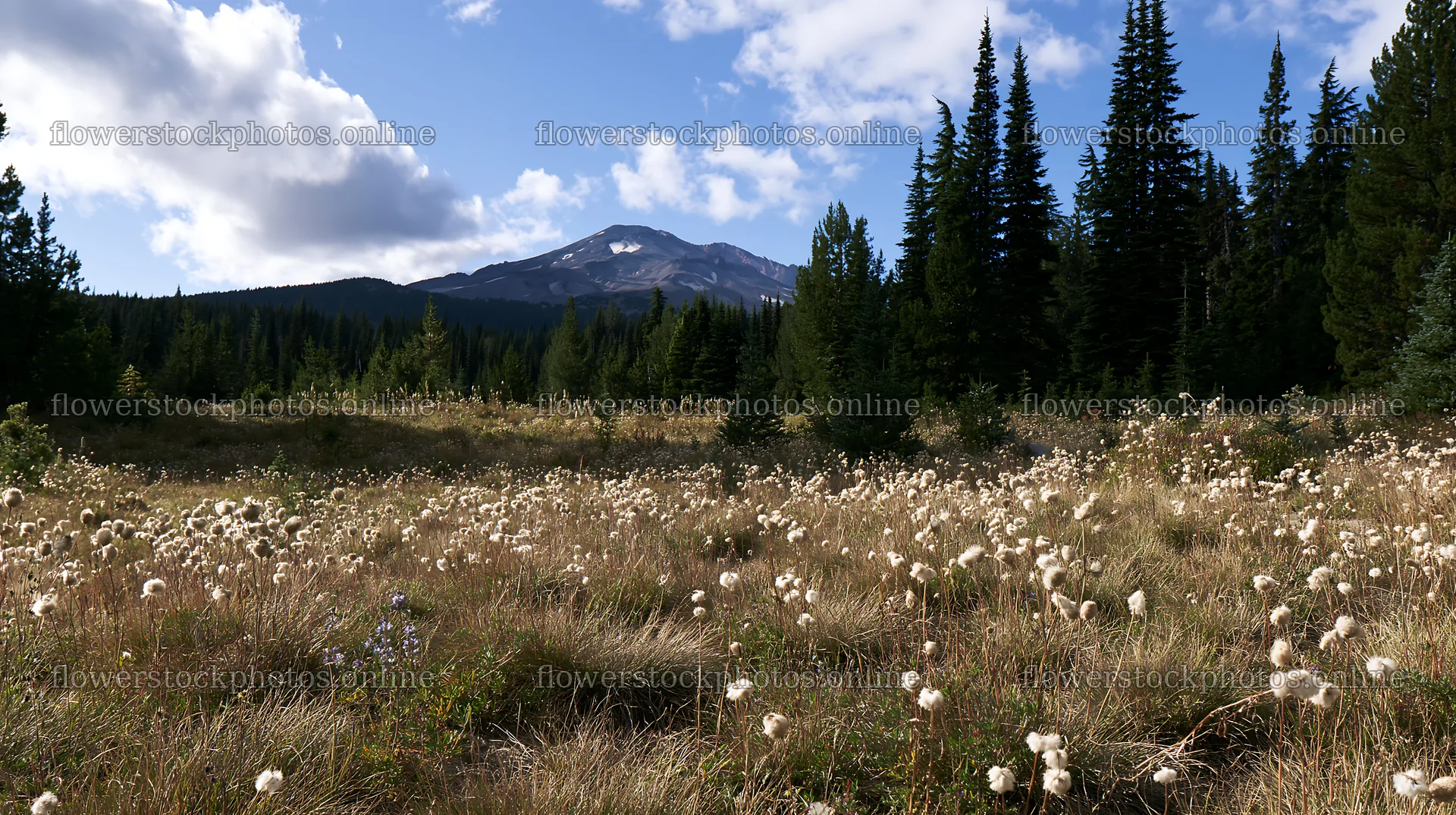 Seedhead meadow with mountain backdrop under blue sky – flower stock photos 10608x5938