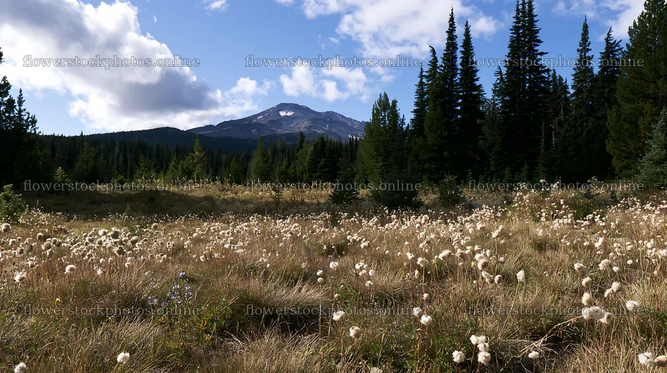 Seedhead meadow with mountain backdrop under blue sky – flower stock photos 10608x5938
