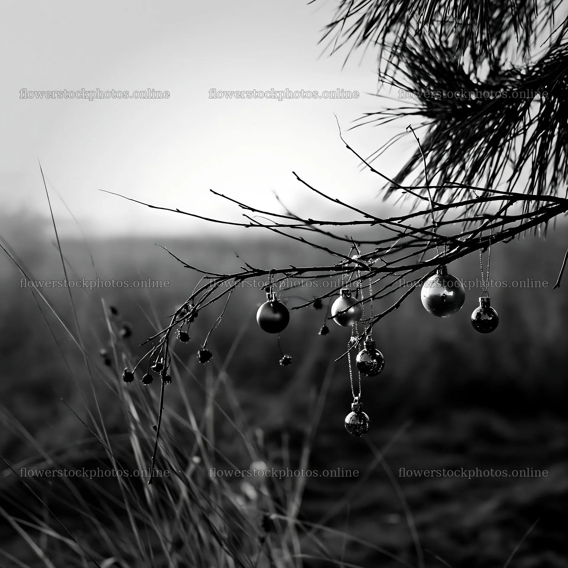 Christmas baubles hanging from a tree branch in a meadow – flower stock photos 7938x7938