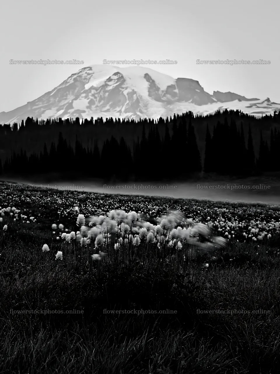 Mount Rainier wildflower meadow at sunrise – flower stock photos 6866x9174