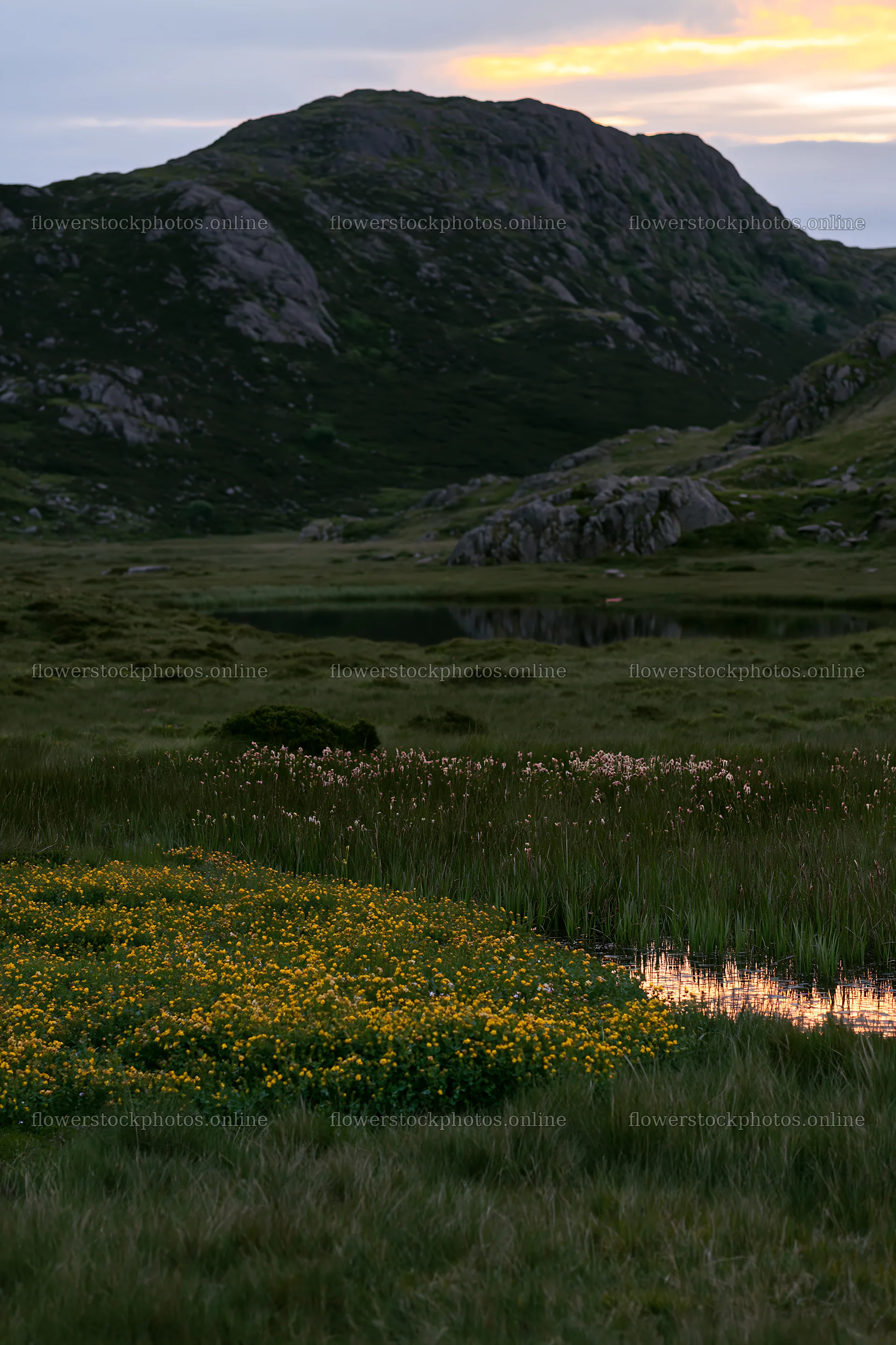 Moonrise over a meadow with flowers and hills – flower stock photos 6480x9722