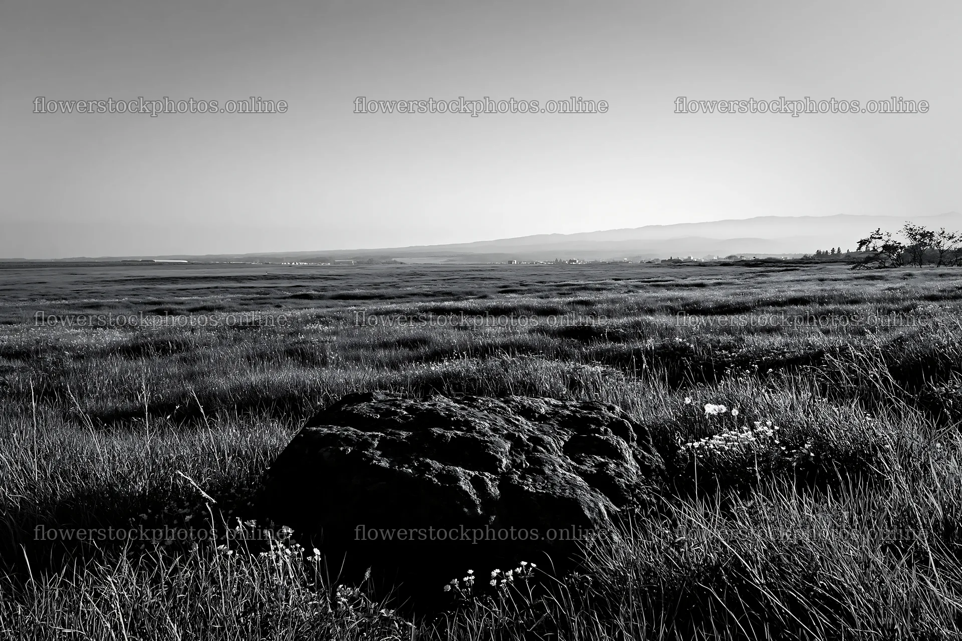 Aomori climate resilient meadow with boulder under clear sky – flower stock photos 9722x6480