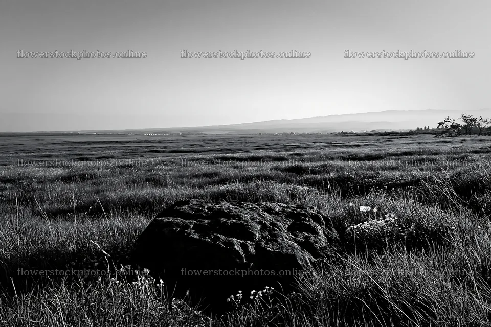 Aomori climate resilient meadow with boulder under clear sky – flower stock photos 9722x6480