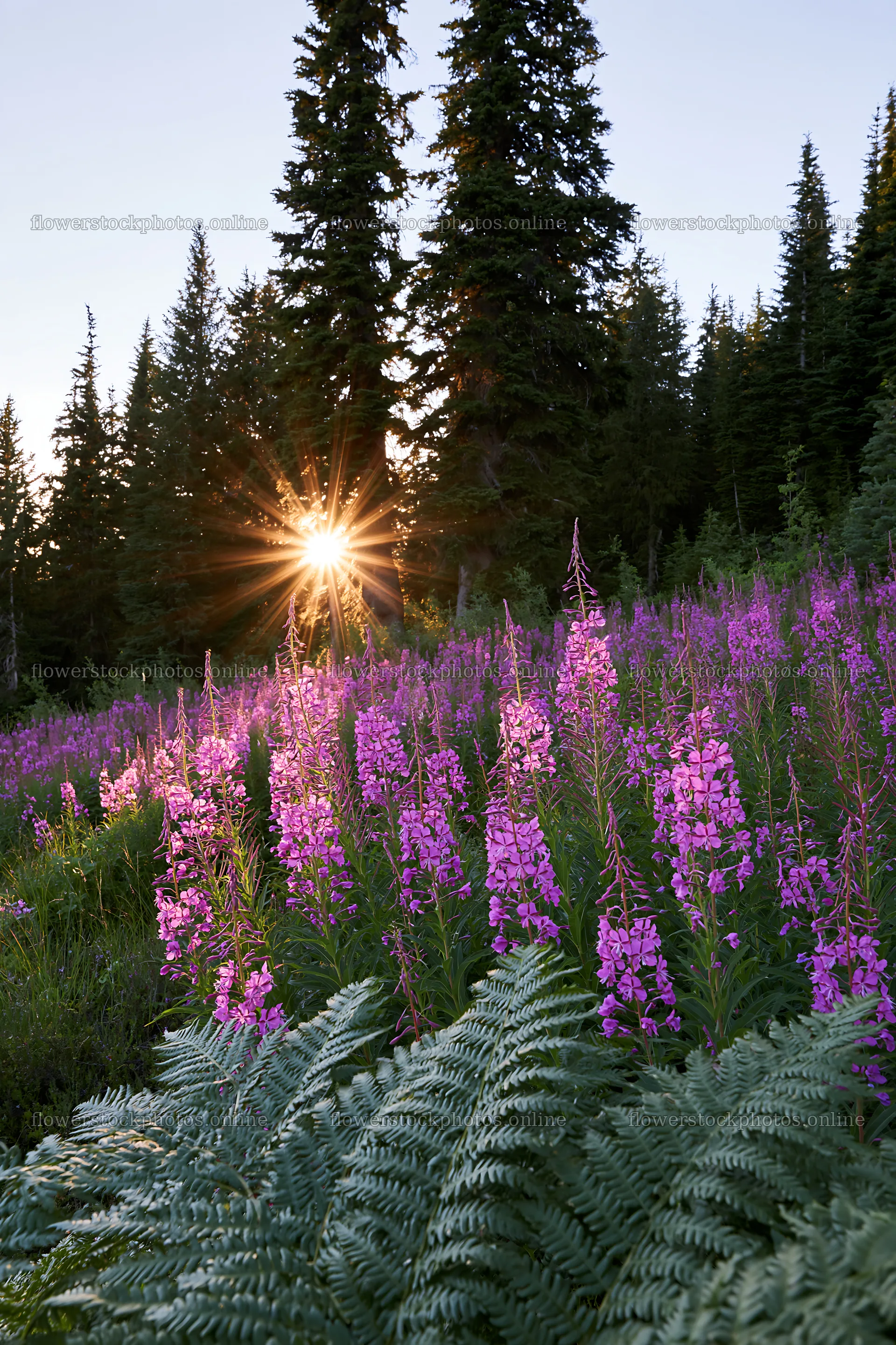 Fireweed meadow at sunset with sun rays shining through trees – flower stock photos 6480x9722