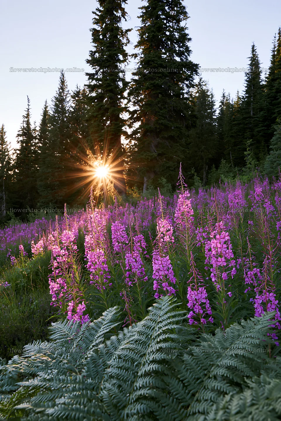 Fireweed meadow at sunset with sun rays shining through trees – flower stock photos 6480x9722
