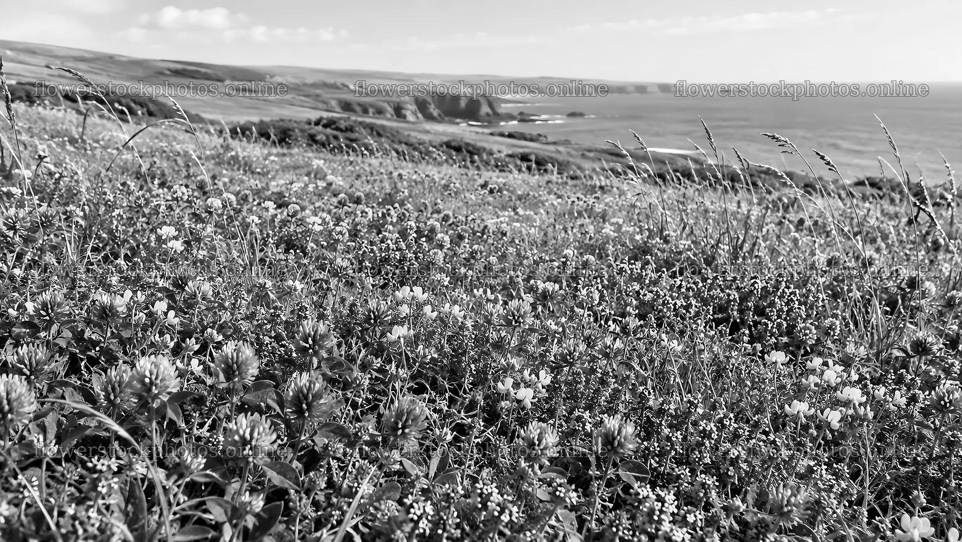 Monochrome Coastal Meadow and Distant Cliffs – flower stock photos 10324x5812
