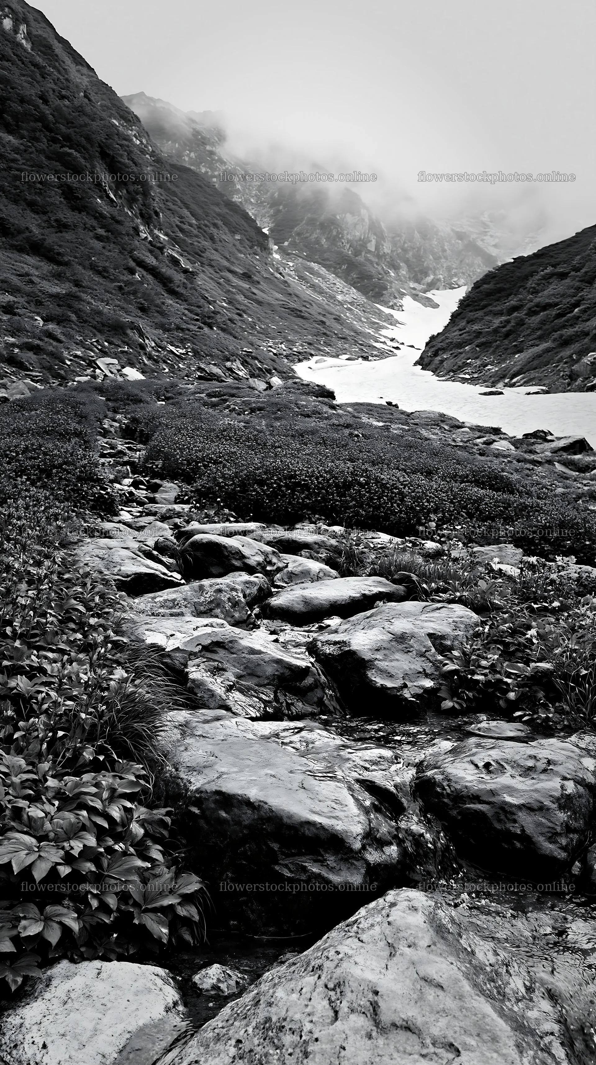 Toyama alpine meadow snowmelt rock foreground invites exploration – flower stock photos 5938x10608