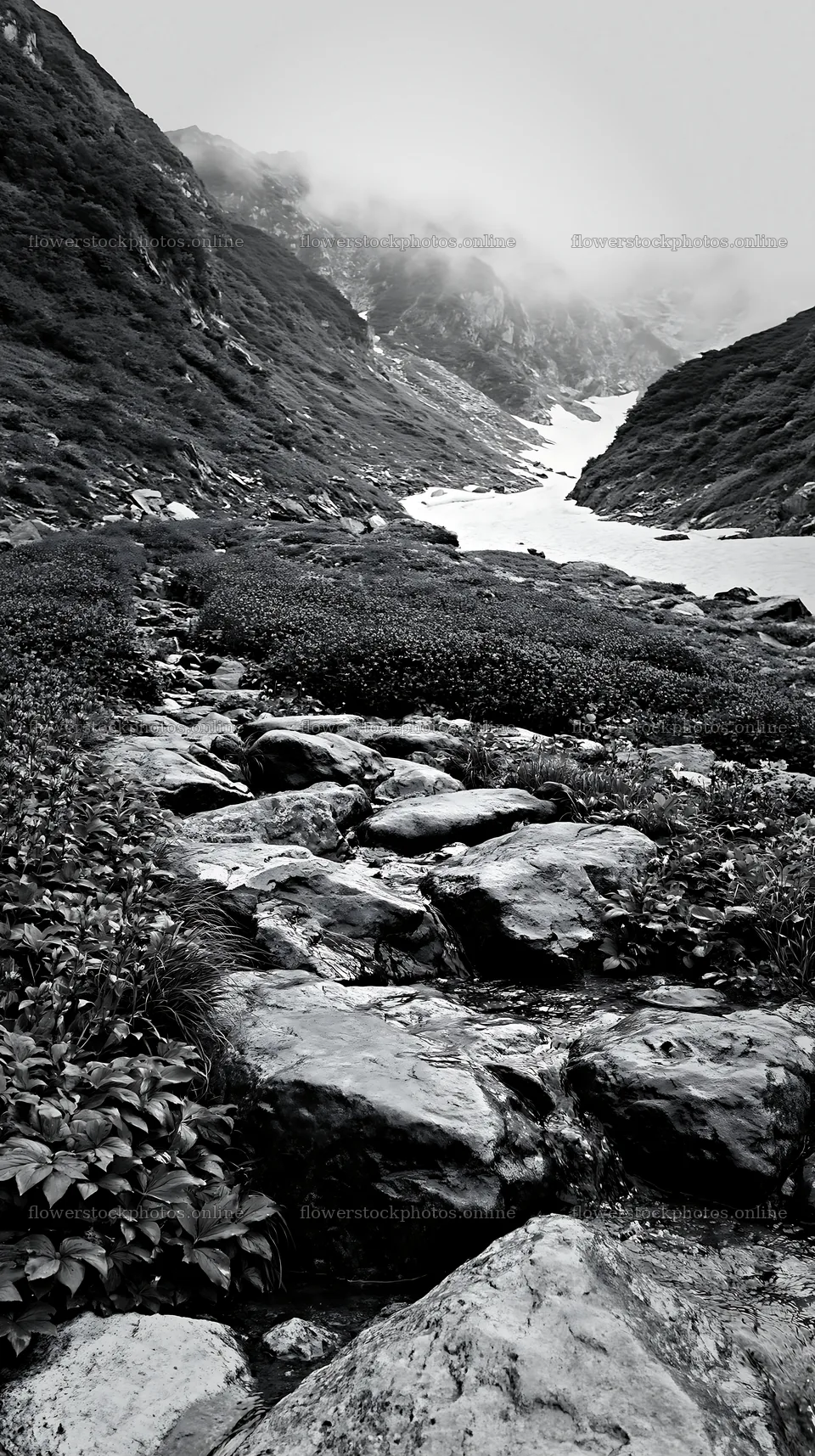 Toyama alpine meadow snowmelt rock foreground invites exploration – flower stock photos 5938x10608