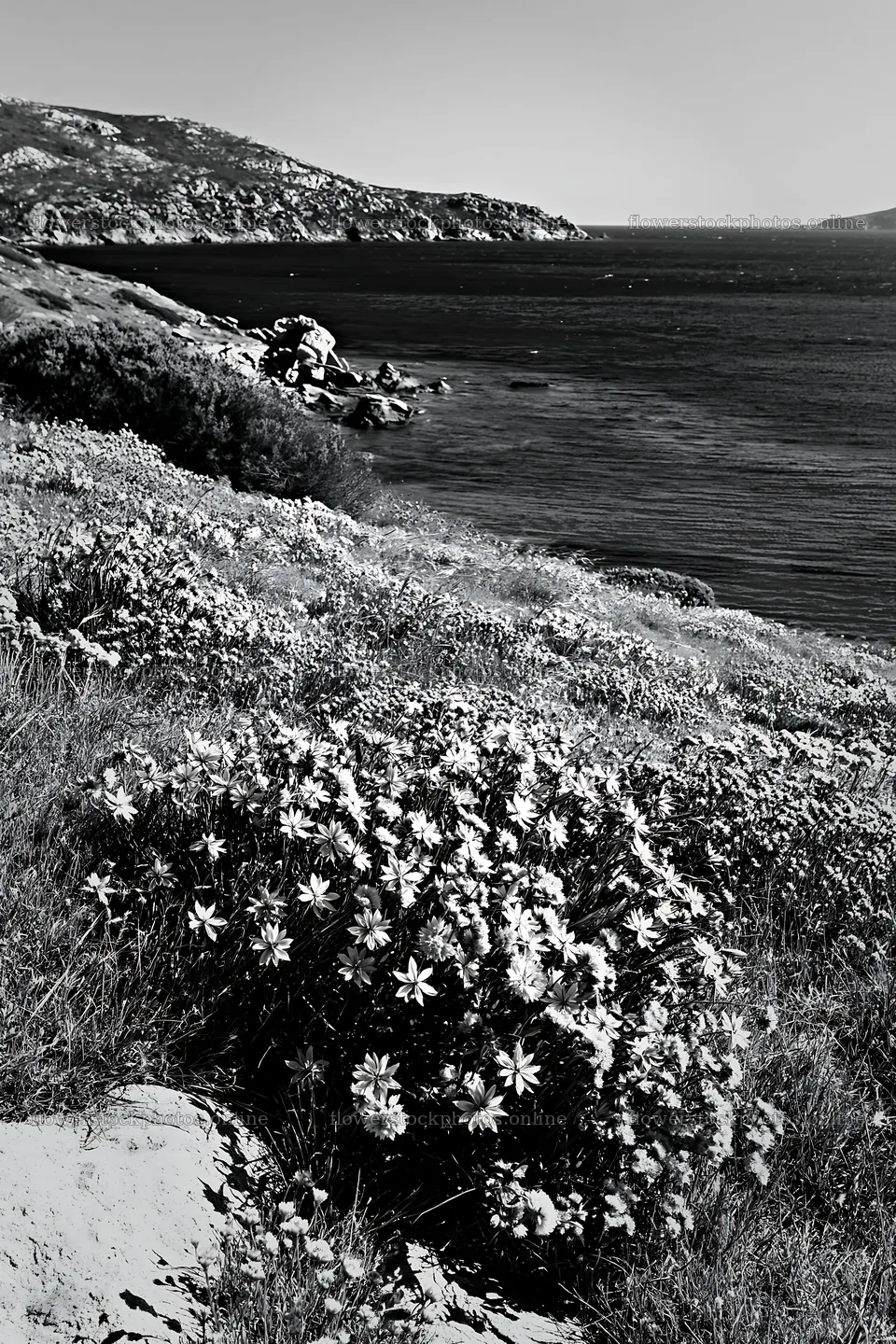 Drought-tolerant meadow along a coastal shore – flower stock photos 6480x9722