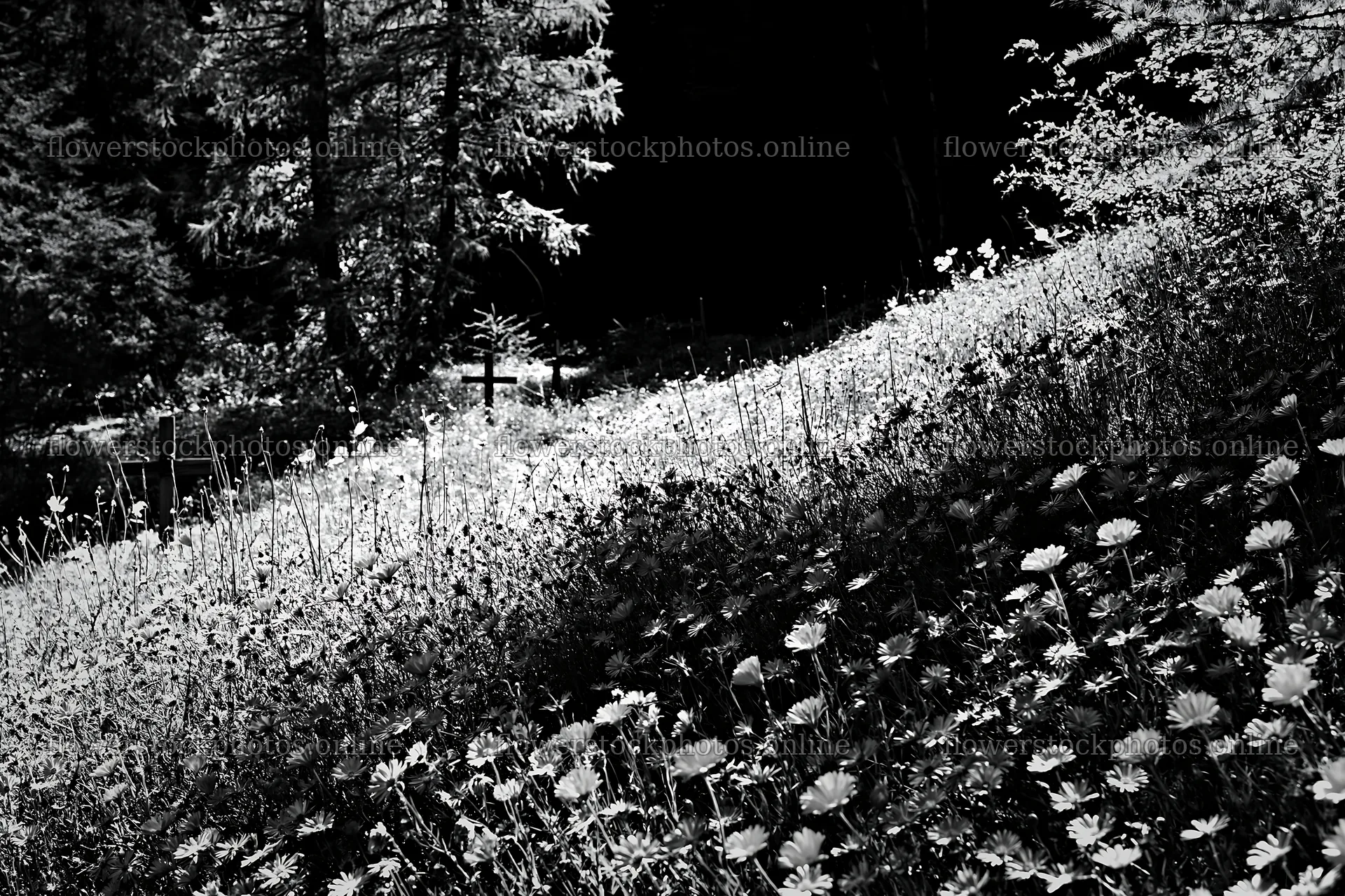 Christian crosses beside mineral spring meadow with flowers – flower stock photos 9722x6480