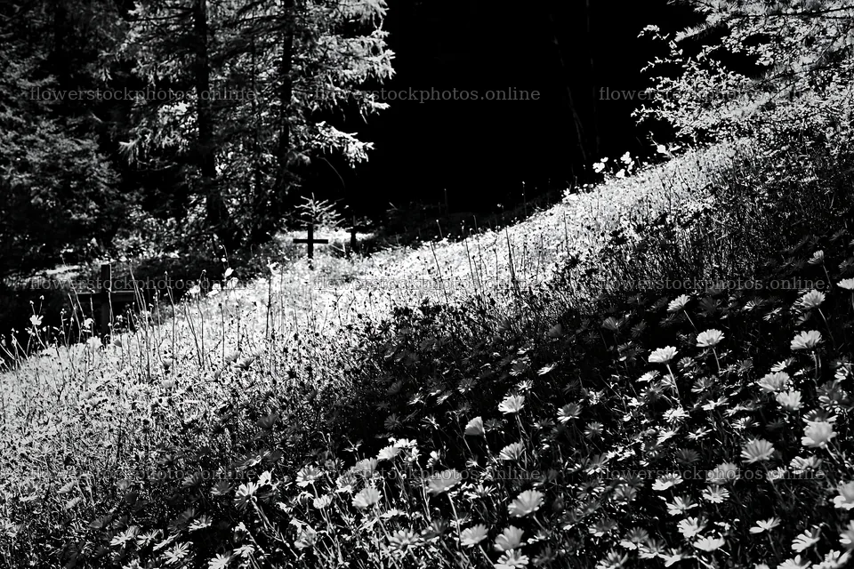 Christian crosses beside mineral spring meadow with flowers – flower stock photos 9722x6480