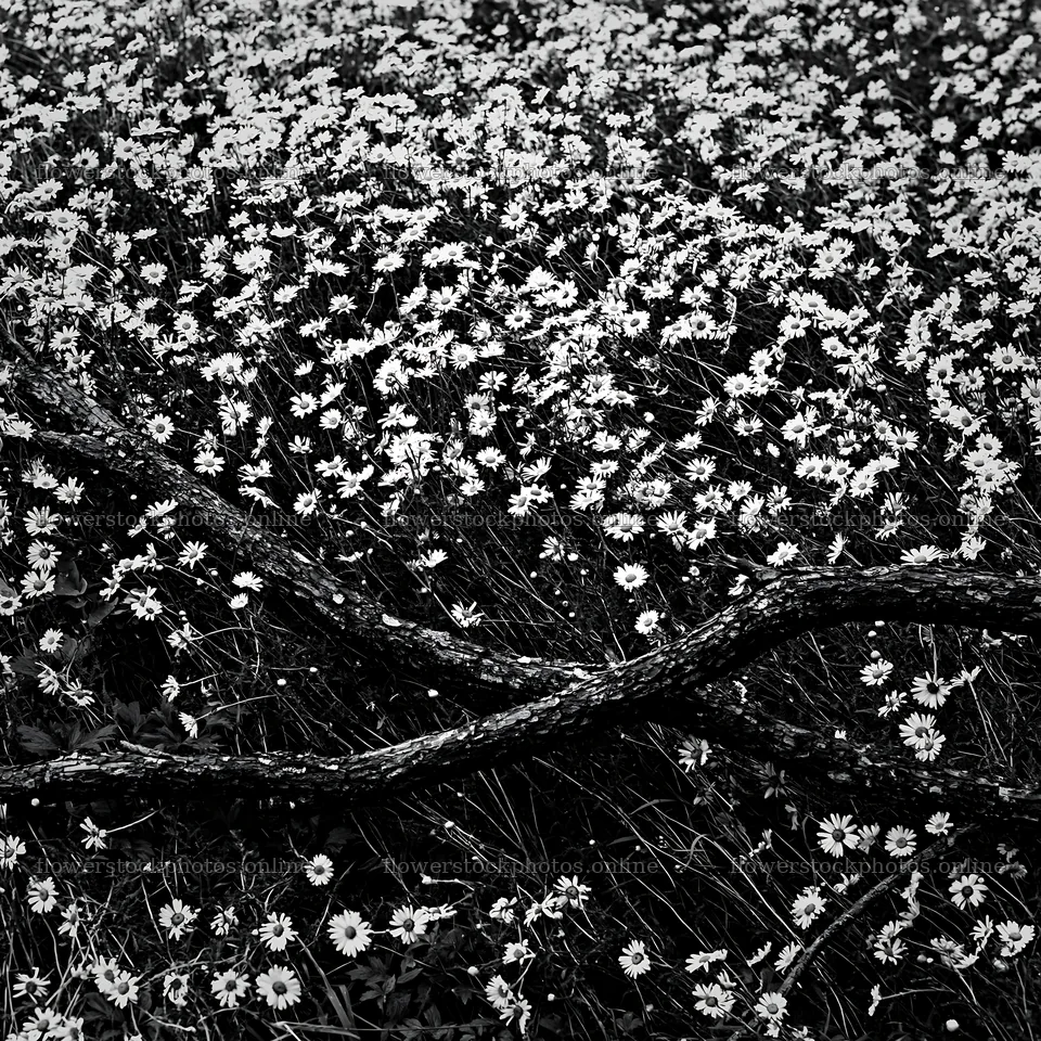 Yamagata rewilded meadow with fallen branch in the foreground – flower stock photos 7938x7938