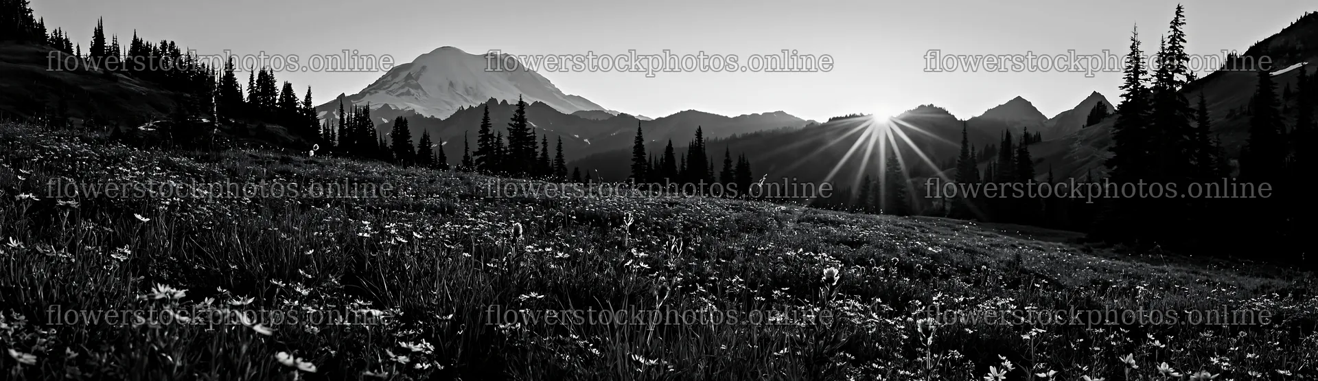 Mount Rainier wildflower meadow sunrise captures morning light – flower stock photos 14762x4268