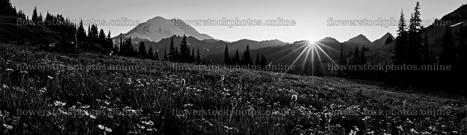 Mount Rainier wildflower meadow sunrise captures morning light – flower stock photos 14762x4268