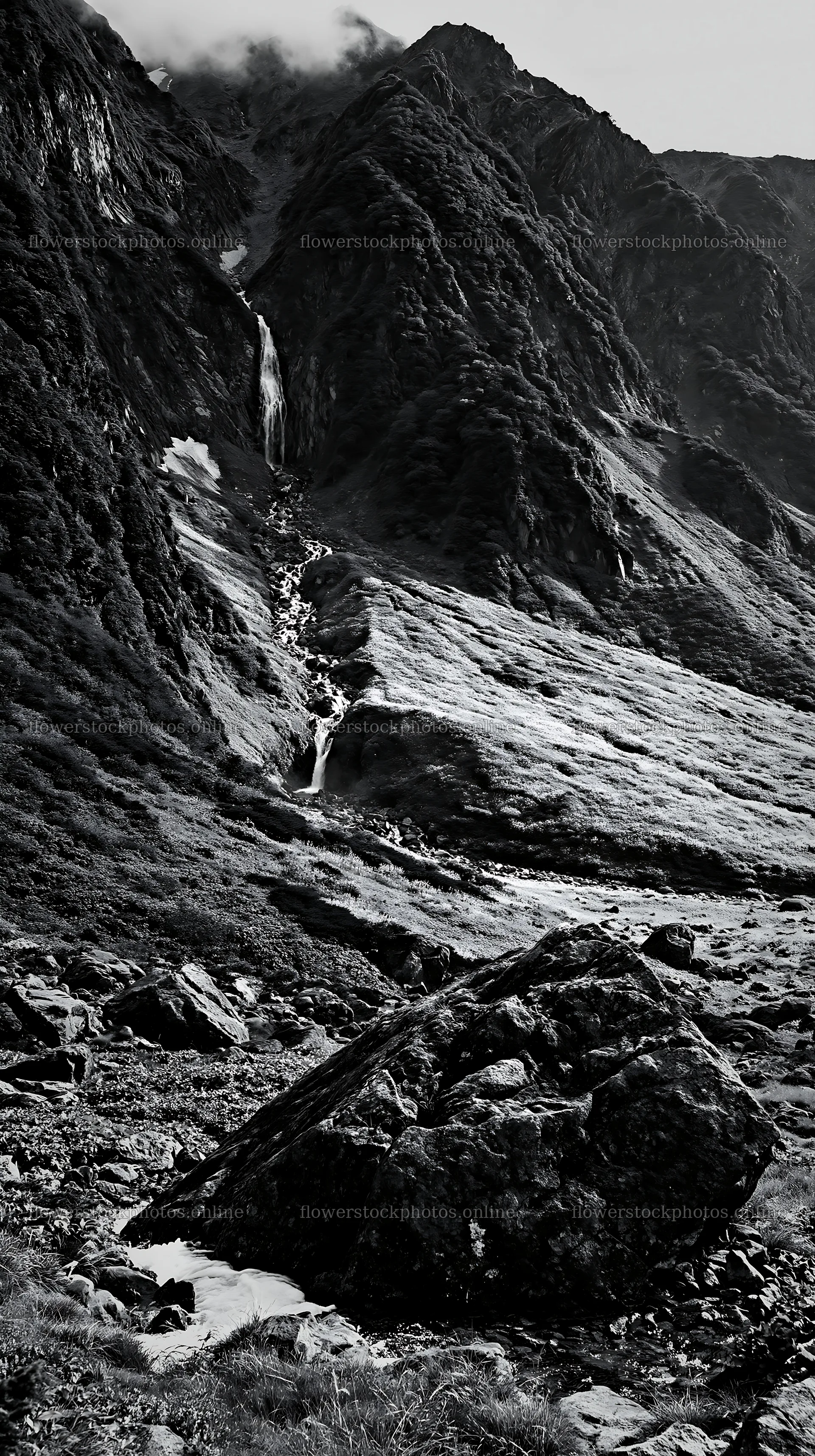 Toyama alpine meadow snowmelt rock foreground showcases natural beauty – flower stock photos 5938x10608