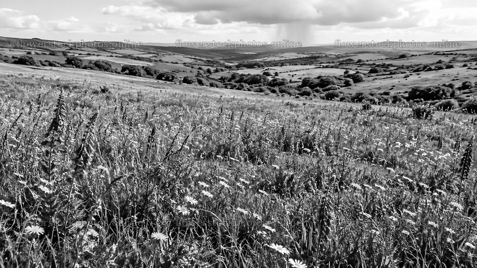Monochrome Wildflower Meadow and Rolling Hills – flower stock photos 10324x5812