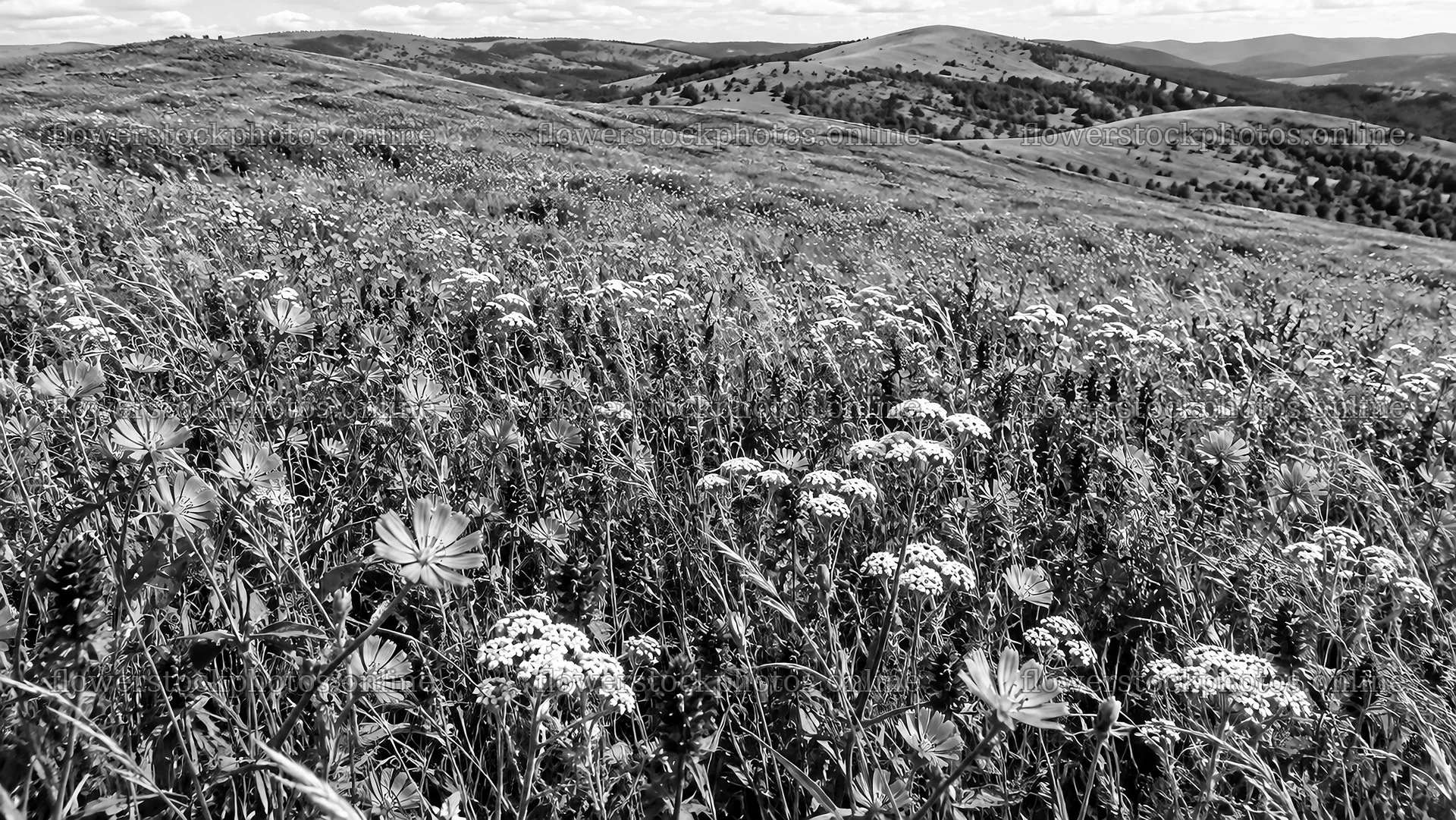 Monochrome Wildflower Meadow and Rolling Hills – flower stock photos 10324x5812