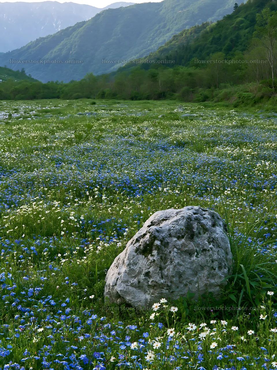 Yamaguchi limestone meadow with pale boulder and wildflowers – flower stock photos 6866x9174