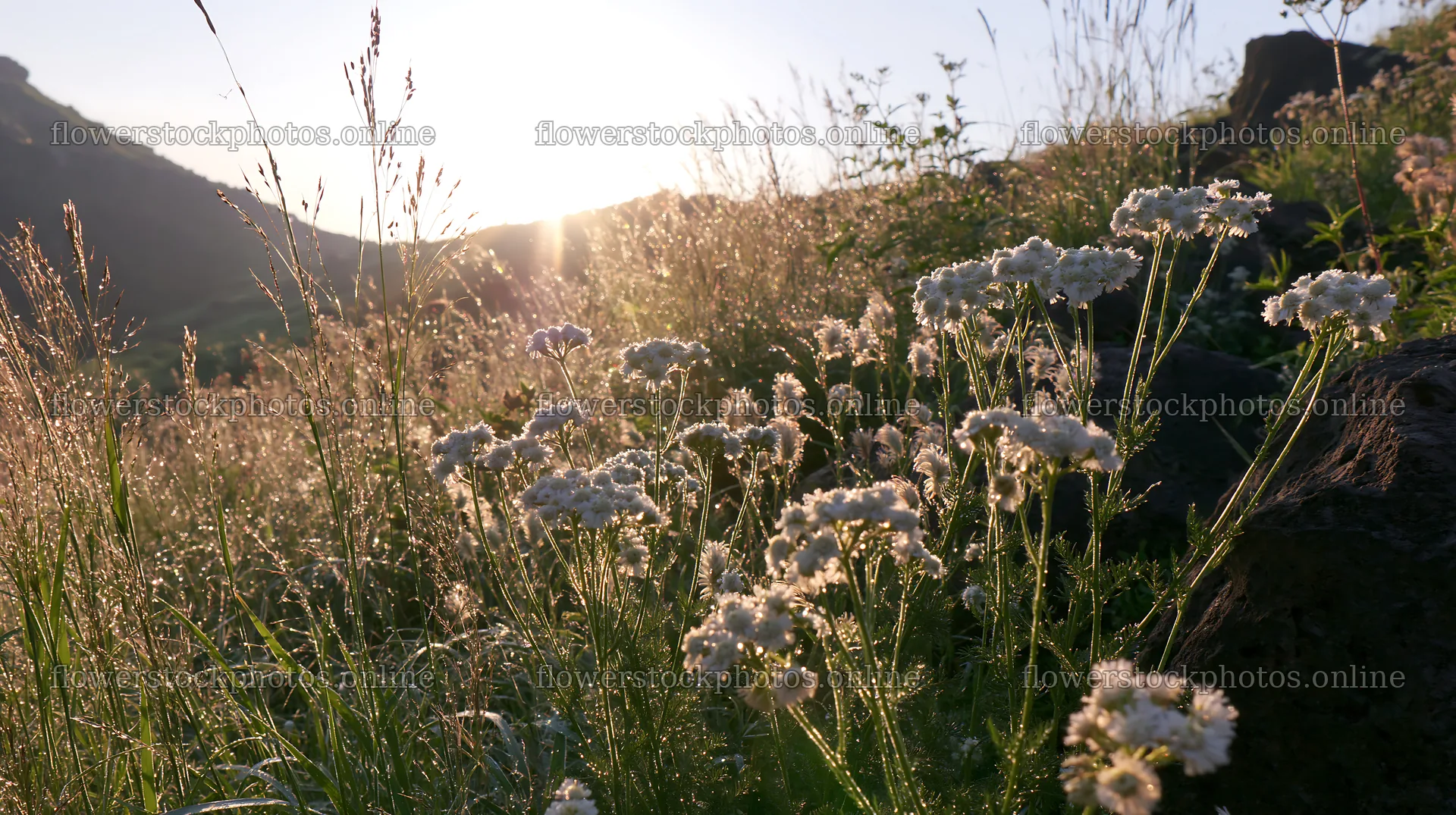 Yamanashi regenerative meadow with basalt stones at sunrise – flower stock photos 10608x5938