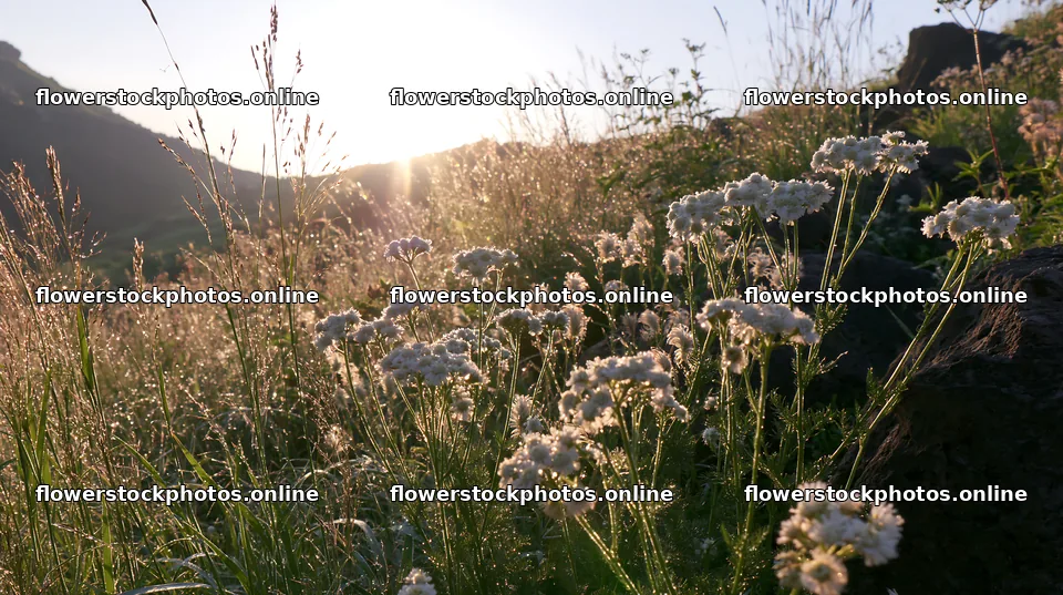 Yamanashi regenerative meadow with basalt stones at sunrise – flower stock photos 10608x5938