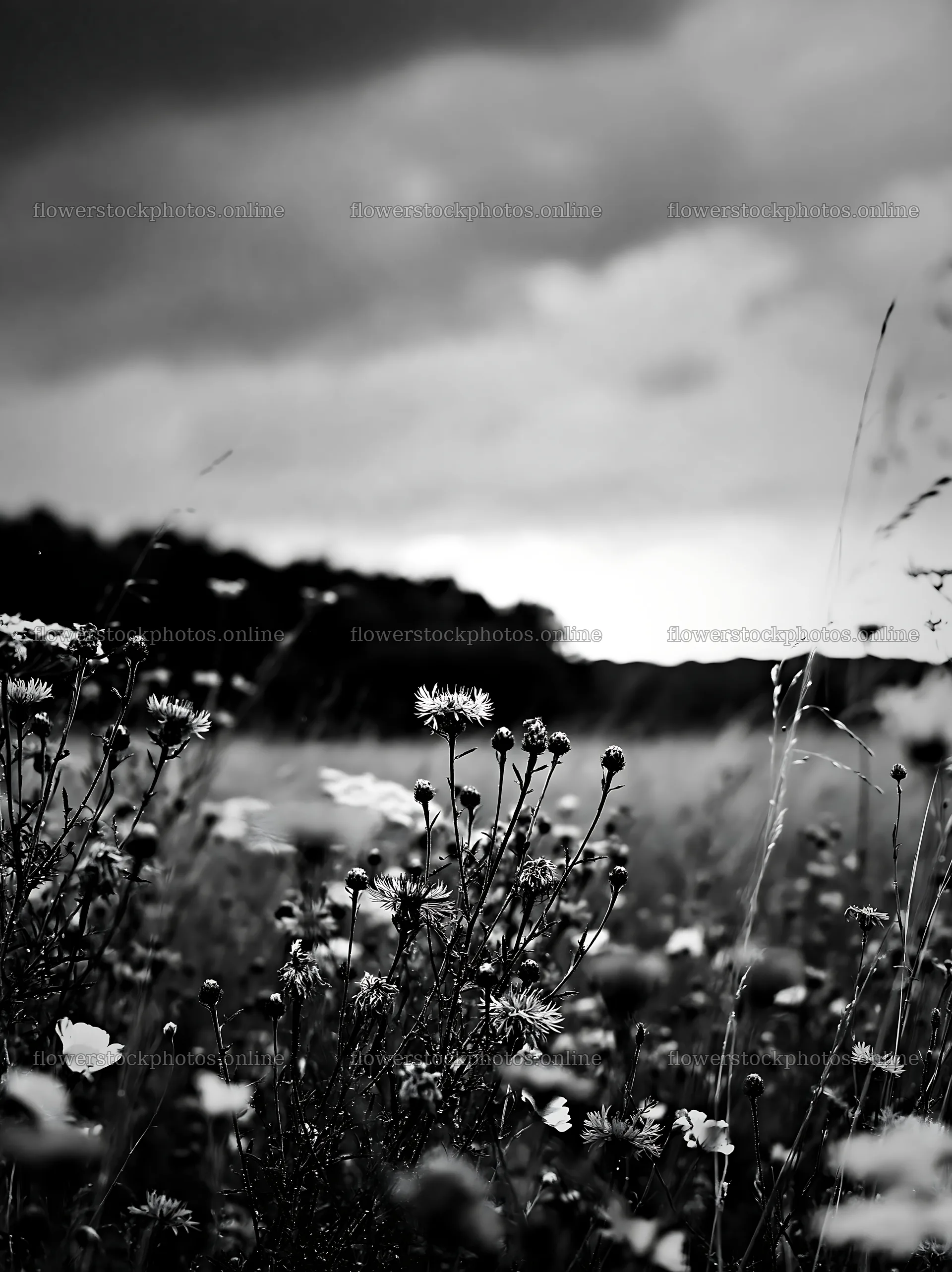 Knapweed growing in a meadow during cloudy weather – flower stock photos 6866x9174