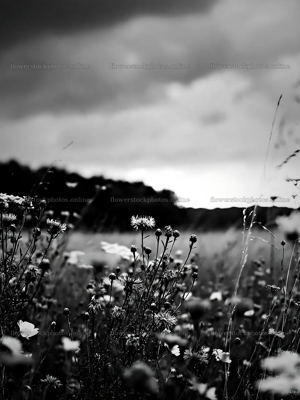 Knapweed growing in a meadow during cloudy weather – flower stock photos 6866x9174