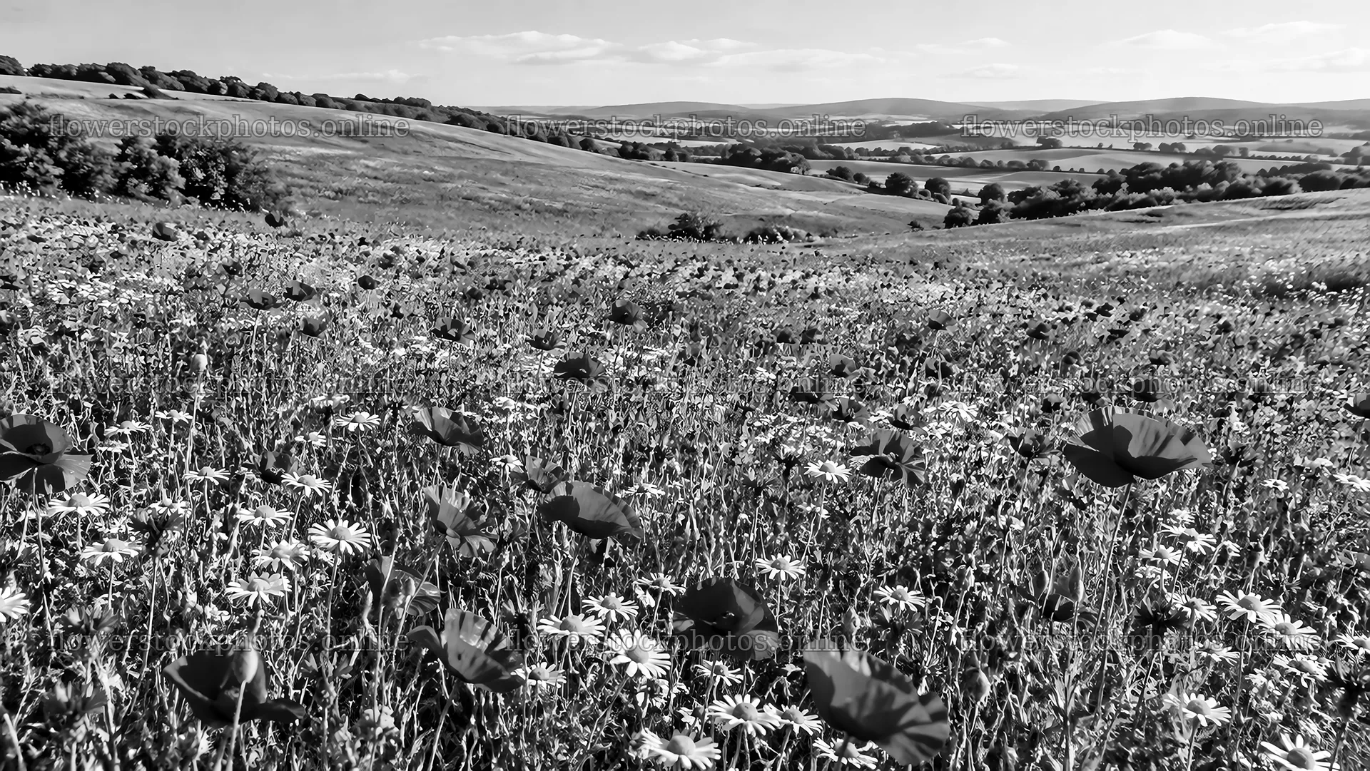 Wildflower Meadow Across Rolling Hills – flower stock photos 10324x5812