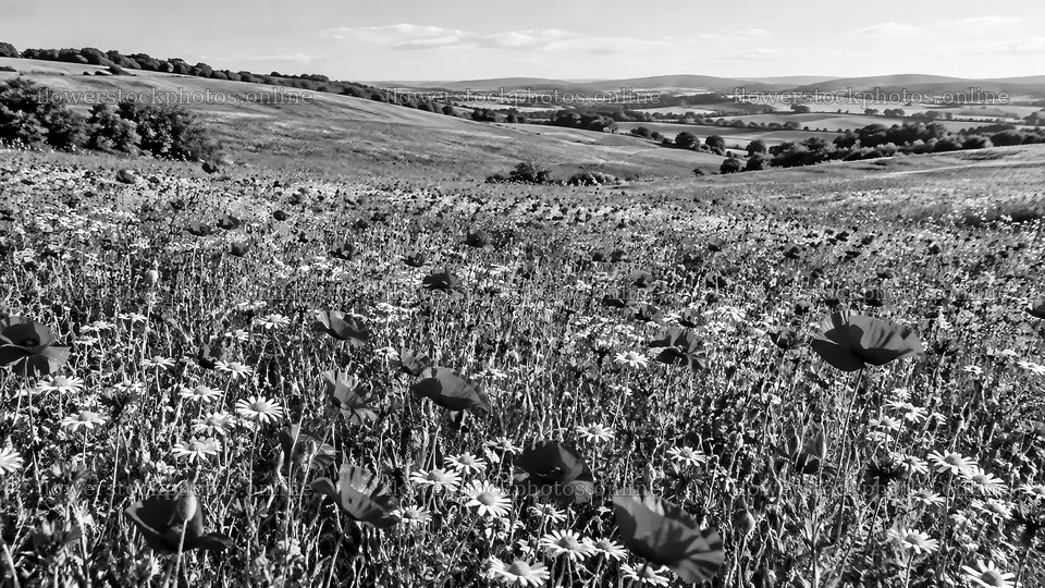 Wildflower Meadow Across Rolling Hills – flower stock photos 10324x5812