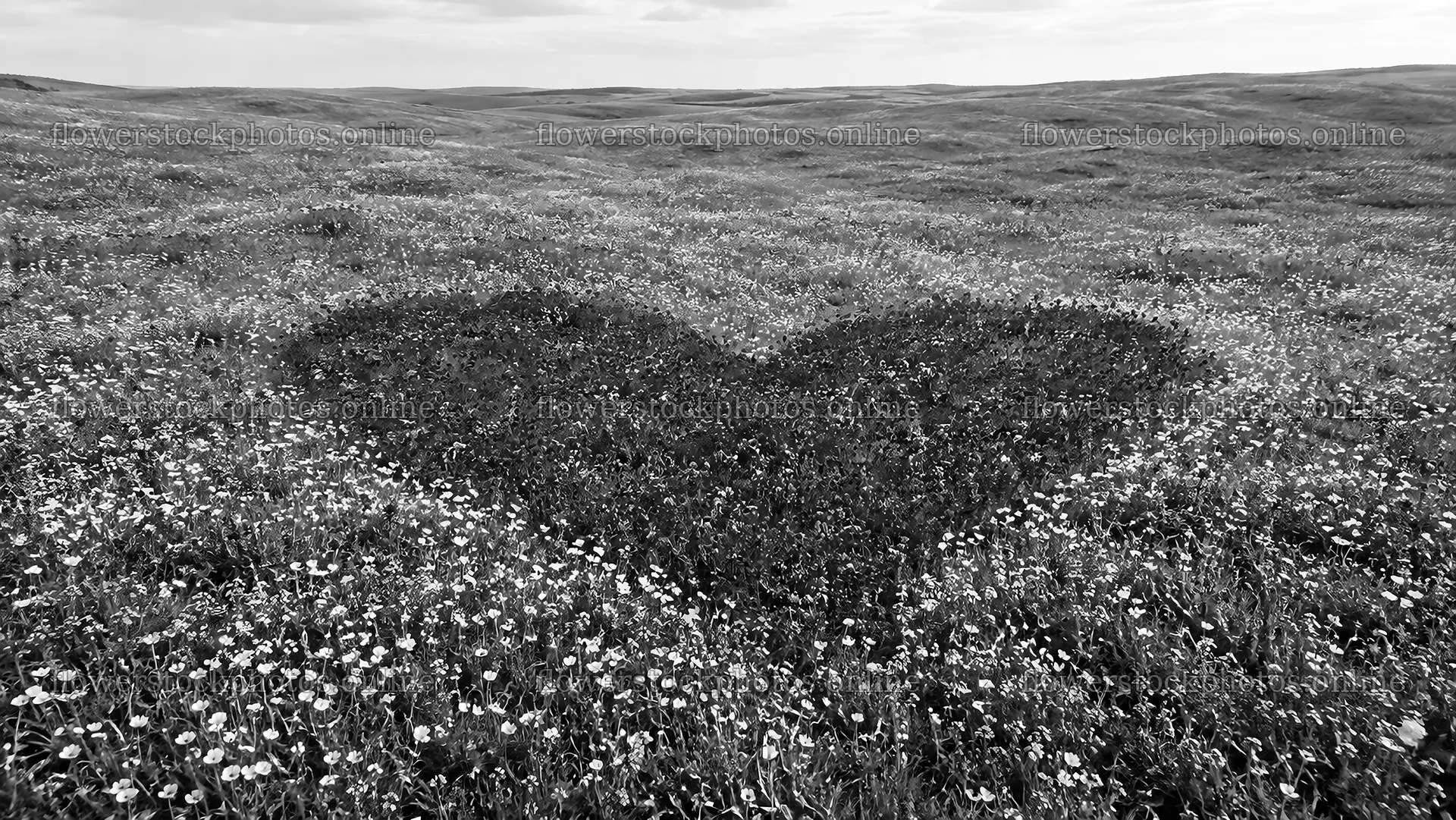 Heart-Shaped Flower Meadow in Monochrome – flower stock photos 10324x5812