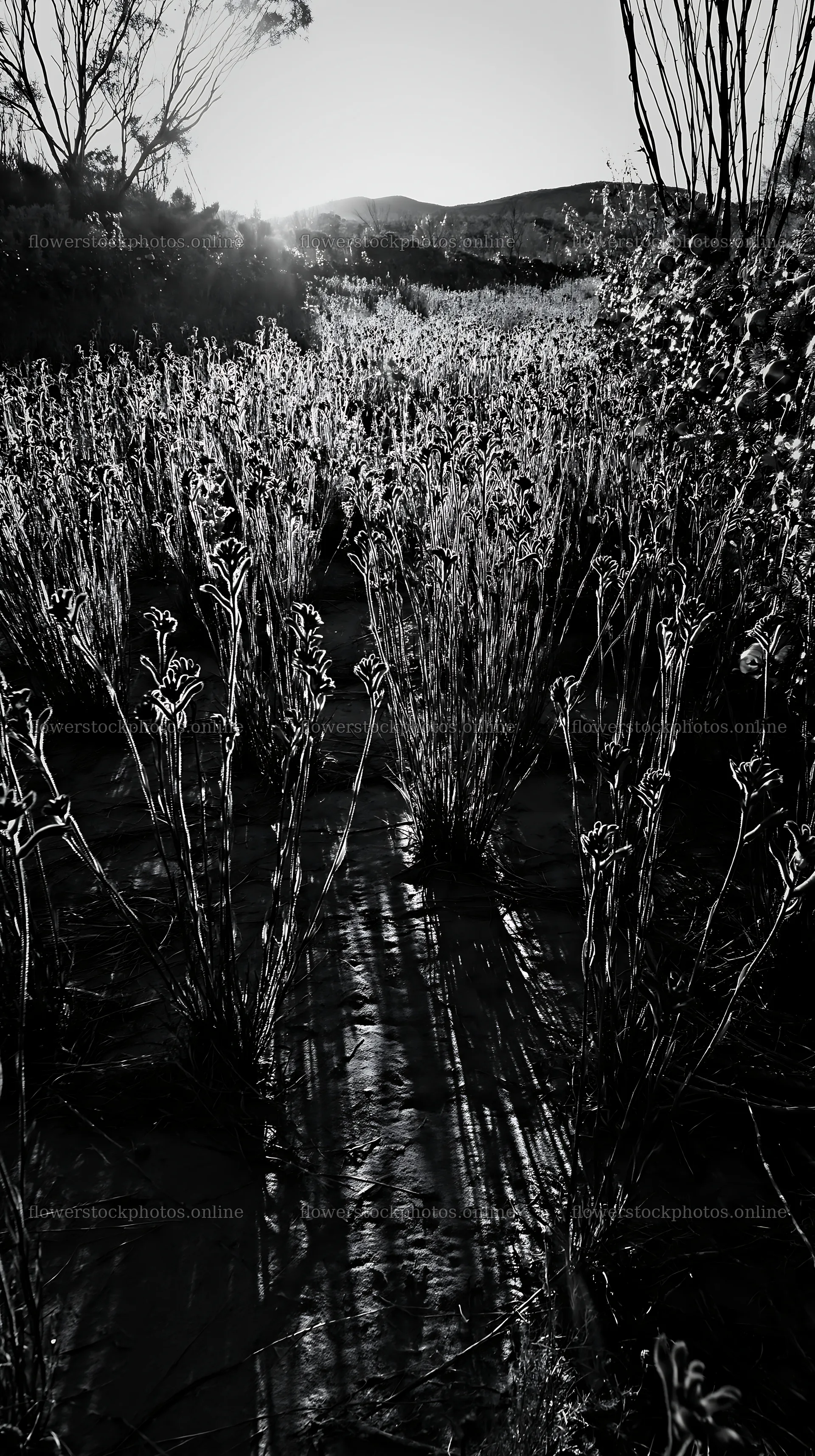 Natural meadow with drought tolerant plants during sunset – flower stock photos 5938x10608