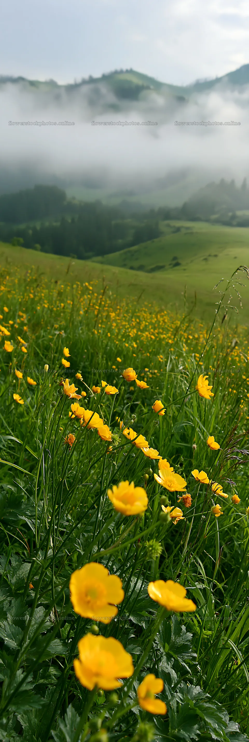 Slovak meadow with wildflowers in Carpathian valley – flower stock photos 4602x13690