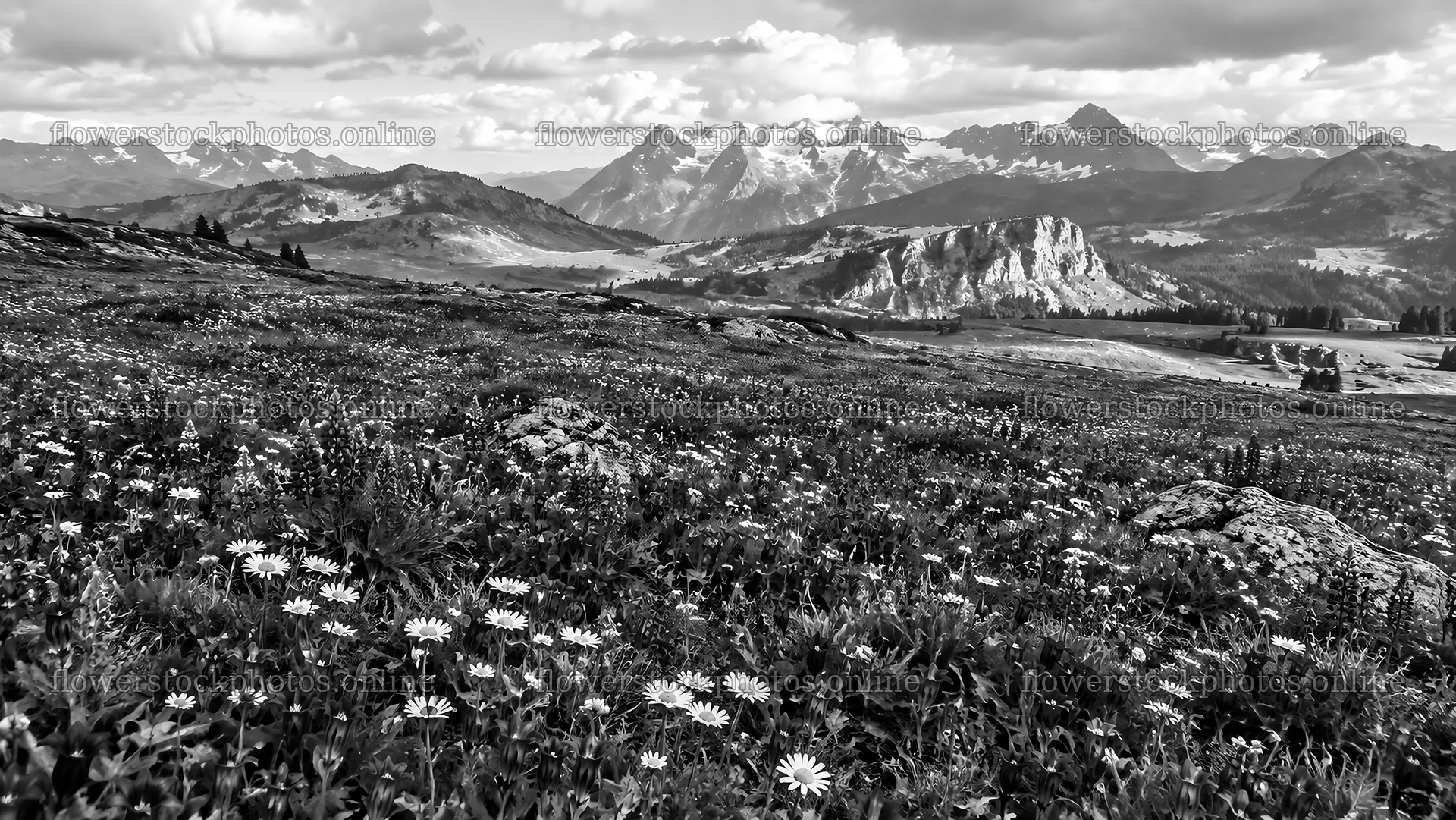 Monochrome Mountain Range Above Flowering Meadow – flower stock photos 10324x5812