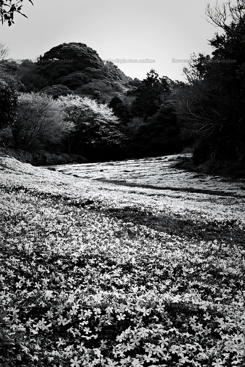 Fukuoka spring meadow fallen blossom foreground with flowers – flower stock photos 6480x9722