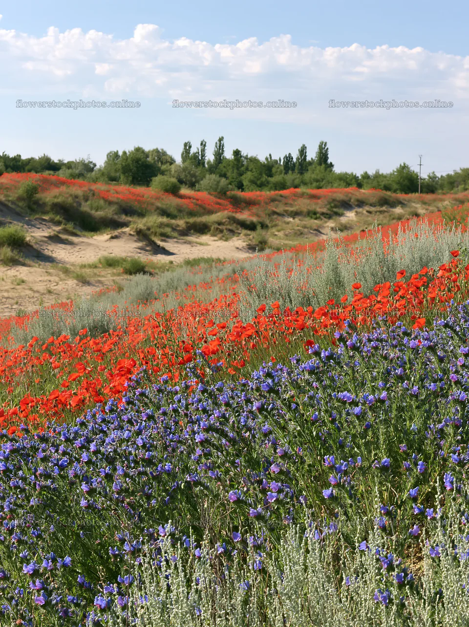 Poppy and viper's bugloss meadow in bright sunlight – flower stock photos 6866x9174