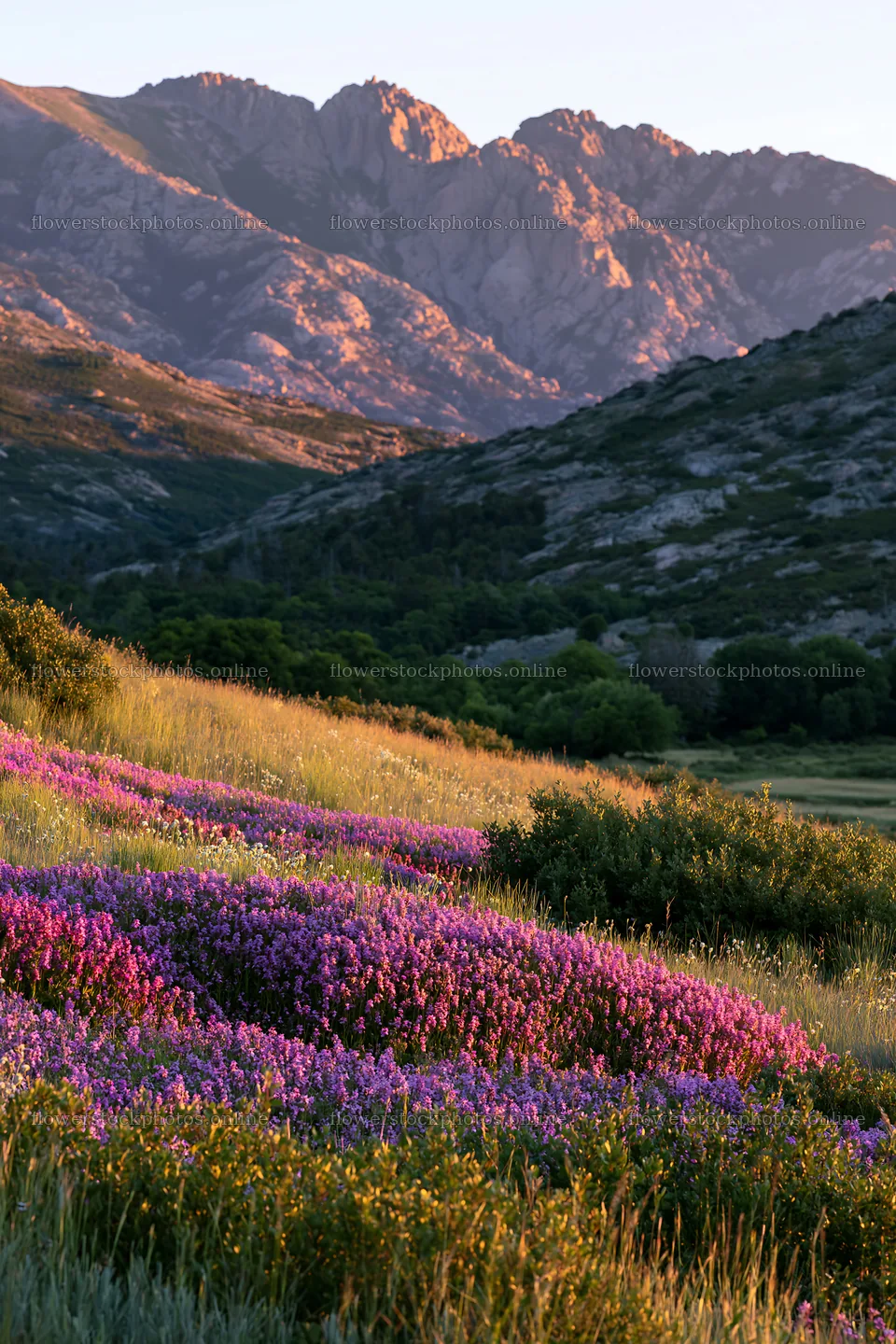 Colorful orchid meadow with mountains in the background – flower stock photos 6480x9722
